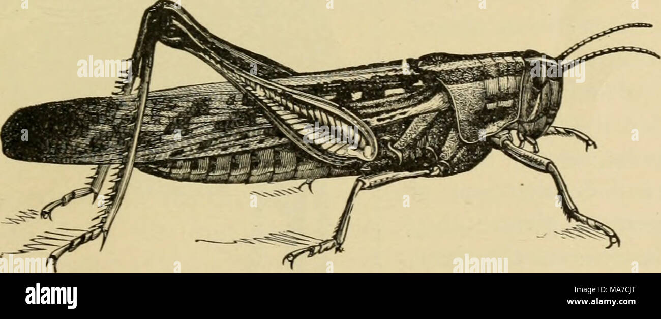 . Elementary entomology . Fig. 100. The bird grasshopper, or American locust. (Natural size) (After Riley) the Rockies is the Carolina locust, which flies up along the roadside and in waste places where it lives. It closely matches its surroundings Stock Photo
