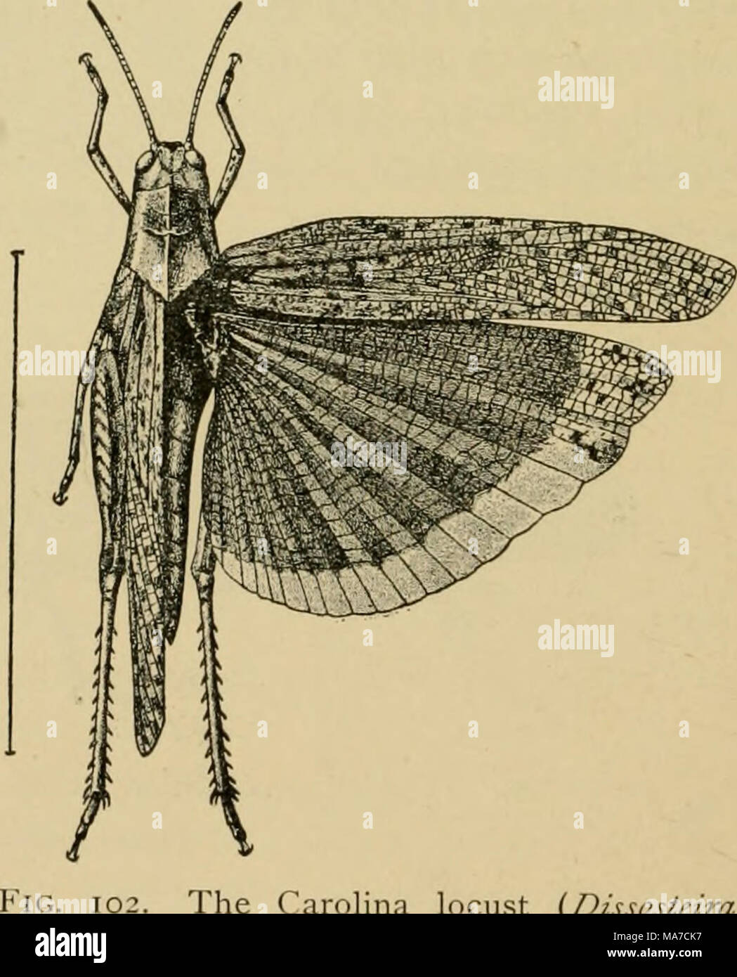 . Elementary entomology . The Carolina locust {Dissoste/ra Carolina), female. (Slightly enlarged) (After Lugger) Stock Photo
