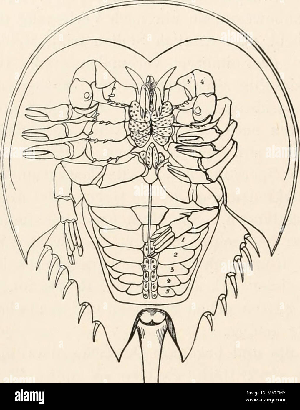 Einleitung In Die Vergleichende Gehirnphysiologie Und Vergleichende Psychologie Mit Besonderer Berucksichtigung Der Wirbellosen Thiere L Ig 36 Stellungsauderuugen Der Extremitaten Eines Liraulus Nach Exstirpation Der Rechten Gehirnhalfte Die