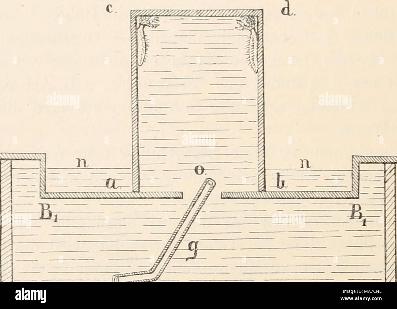 . Einleitung in die vergleichende gehirnphysiologie und Vergleichende psychologie, mit besonderer berÃ¼cksichtigung der wirbellosen thiere . vymW'V.v-xvvi - ' &quot; - --^ ' - â - y â â /â â â â .â â â â â â - -1 B. A Fig. 19. Geotropisclie Reaction von Cucumaria cucumis. Die Thiere befinden sich in einem Batterieglase a b c d. Dasselbe ist mit Wasser gefÃ¼llt und ruht auf der BrÃ¼cke BB im Aquarium AA. Frisches See- wasser wird den Thieren durch das Eohr g bei 0 zugefÃ¼hrt. Die Thiere sammeln sich an der hÃ¶chsten Stelle c d des GefÃ¤sses. HÃ¶he, ohne sich im Uebrigen in der Richtung ihrer Be Stock Photo