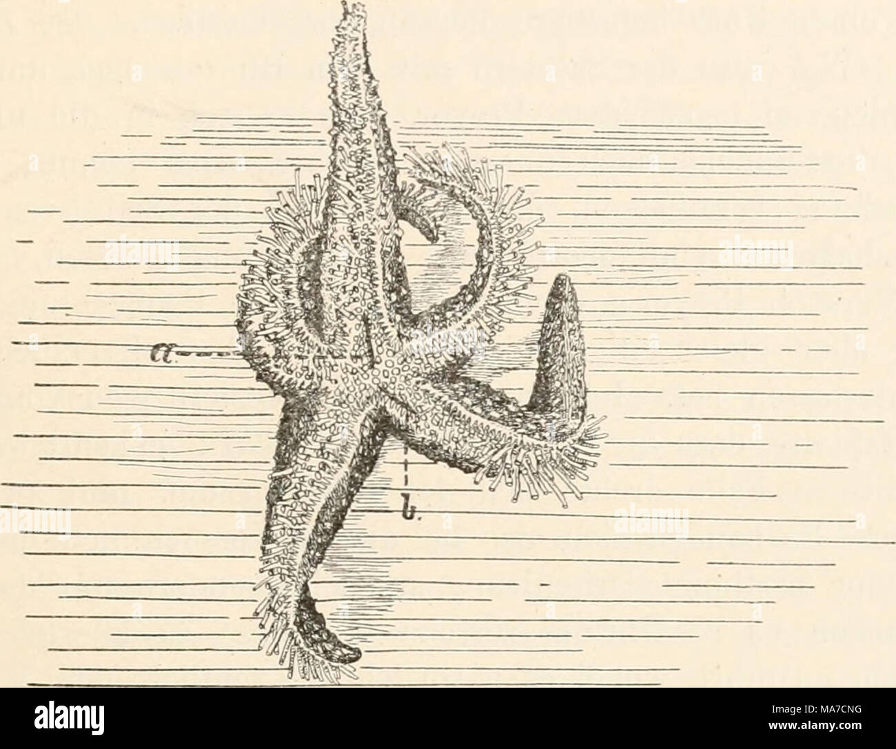 . Einleitung in die vergleichende gehirnphysiologie und Vergleichende psychologie, mit besonderer berücksichtigung der wirbellosen thiere . Fig. 18. Derselbe Versuch bei einem Seestern, dessen centraler Nervenring an 2 Stellen bei a und b durchtreunt worden ist. In Folge dessen sind die rechts und links gelegenen Arme nicht länger in nervösem Zusammenhang. Wird ein solches Thier auf den Rücken gelegt, so arbeiten meist die Ambulacralfüsschen von 4 oder sogar von allen Armen und das Thier kommt alsdann nicht in die Bauchlage zurück. centrale Nervenring kommt also nur als ßeizleiter und nicht al Stock Photo