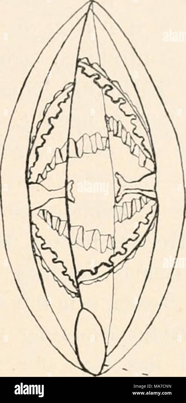 . Einleitung in die vergleichende gehirnphysiologie und Vergleichende psychologie, mit besonderer berücksichtigung der wirbellosen thiere . &quot; ' o- Fig 4. Versuch von Dr. Hargitt. 2 Gonionemus, deren Ränder ab- Wir wollen aber hier noch eine Bemerkung über die Coordinatiou der Herzthütigkeit hinzufügen, die unsere Auffassung bestärkt, dass das Organ, welches die meisten Contractionen in der Zeiteinheit ausführt, die Zahl der Contractionen des Ganzen bestimmen muss^ vorausgesetzt, dass die Leitungsverhältnisse in allen Richtungen die gleichen sind. Denken wir uns das Froschherz in einen lan Stock Photo