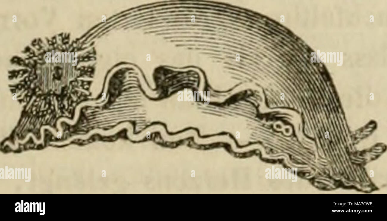 Einleitung In Die Konchyliologie Oder Grundzuge Der