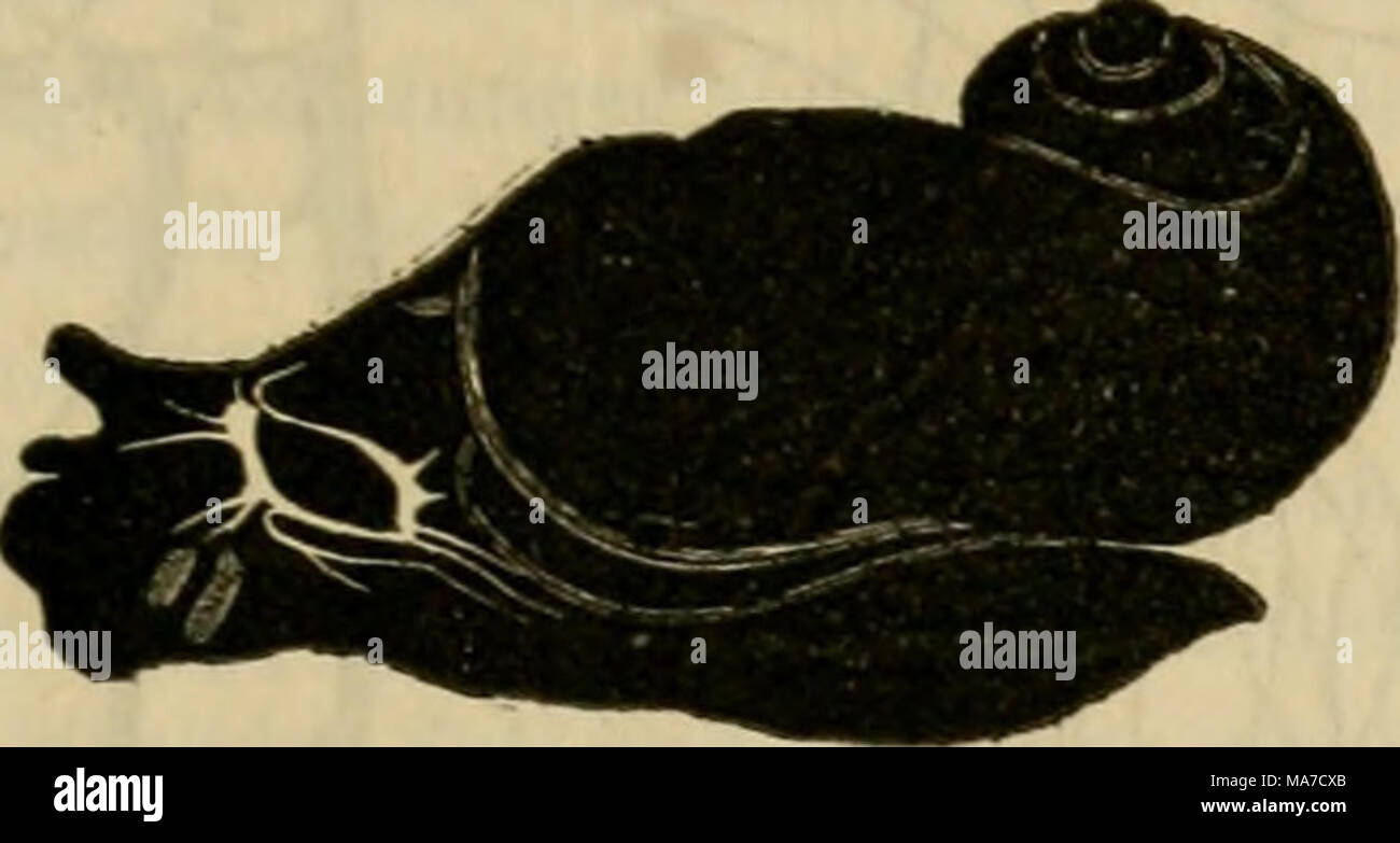 . Einleitung in die Konchyliologie; oder grundzüge der naturgeschichte der Weichthiere . Stock Photo