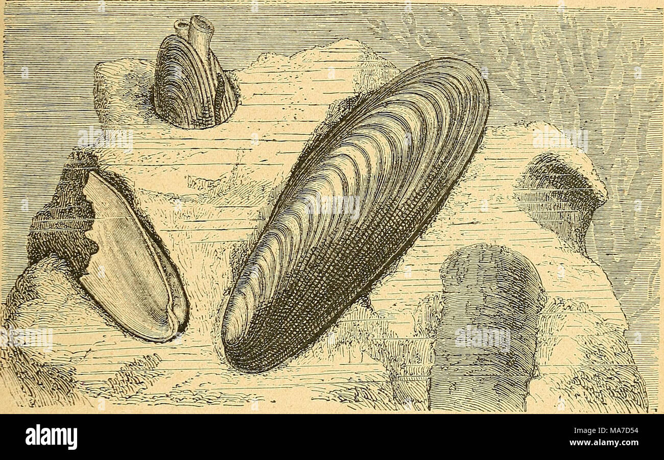 . Einführung in die europäische Meeresmolluskenfauna an der Hand ihrer Hauptrepräsentanten . Text-Fig. 116. Steindattel (Lithödomus lithophagus) (nach Brehm). Nat. Größe. Die Muschel wird gegessen und kommt in Venedig und Triest unter dem Namen „dattolo di pietra&quot; auf den Markt. Die Meerdattel bohrt sich 'in harten Stein ein und ist dadurch berühmt geworden, daß sie den ziem- lich sicheren Beweis für eine Hebung des Bodens in historischer Zeit liefert. Ein besonders berühmter Wohnort dieser Bohrmuschel war der Tempel der Serapis in Pozzuoli bei Neapel, der im Jahre 1749 ausgegraben wurde. Stock Photo