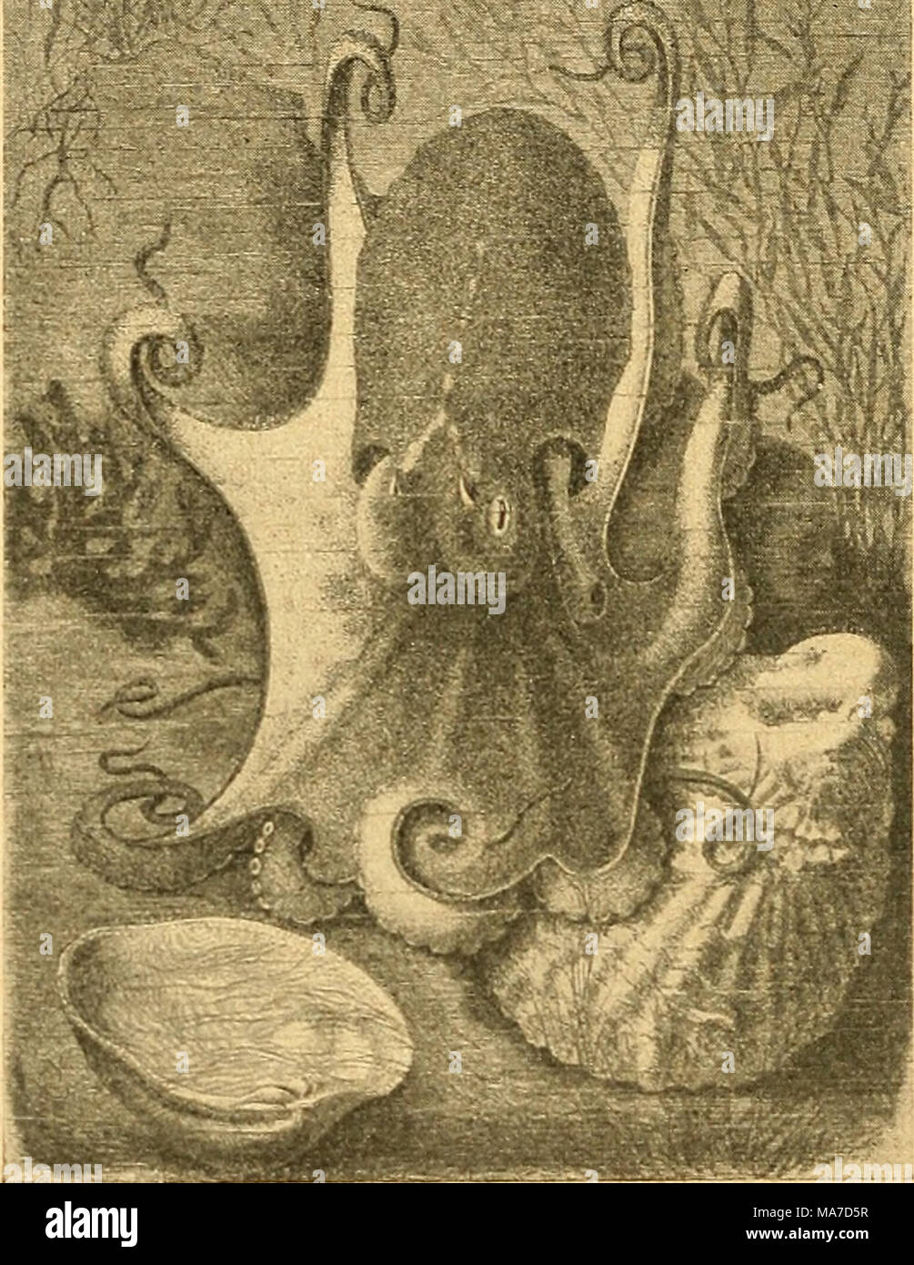 . Einführung in die europäische Meeresmolluskenfauna an der Hand ihrer Hauptrepräsentanten . Text-Fig. 95. Die Moschuseledone (Eledone moschata) (nach Brehm). 'U'd. nat. Gr. Die bekannteste Art des Mittelmeeres ist die gemeine Mose hu s- eledone (Eledöne moschata Leach), (Text-Fig. 95), mit länglich- rundem Körper und langen, dünnen, fadenförmig endigenden Armen. Ihre Grundfarbe ist grau mit schwärzlichen Flecken. Der Körper mißt etwa 10 Zentimeter, während die Arme bis 30 Zentimeter lang werden können. Trotzdem das Tier stark nach Moschus riecht, wird es in Italien von der ärmeren Bevölkerung Stock Photo