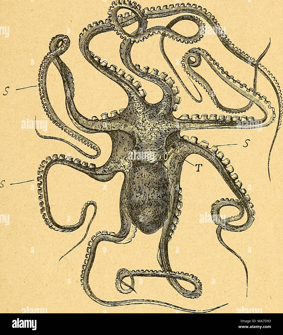 . Einführung in die europäische Meeresmolluskenfauna an der Hand ihrer Hauptrepräsentanten . Text-Fig, 2. Achtarmiger Tintenfisch, Octopus macropus, kriechend (nach Verany). T Trichter, S Saugnäpfe. tiefungen eingreift (s. Text-Fig. 3). Was das Nervensystem im besonderen anbetrifft, sind außer den wohlausgebildeten Qehirnganglien auch die Fuß- und Eingeweideganglien gut entwickelt. Dieselben liegen rings um den Schlund (s. Text-Fig. 4) und mit den Qehirnganglien stehen ein oberes und unteres Paar von Buccalganglien in Verbindung zur Innervierung der Mundmasse. Aus den Qehirnganglien entspringe Stock Photo