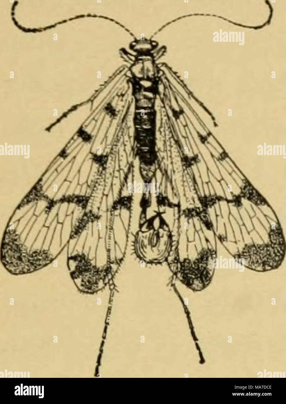 . Elementary entomology . Fig. ii8. A scorpion fly {Panorpa riifesce)is) (Twice natural size) (After Kellogg) gold, from which they are sometimes called golden-eyes. The larva: feed not only upon plant-lice, but upon any soft-bodied insects which they can overpower, or on soft insect eggs, and will not infrequently attack their own species. The adults seem fully aware of these canni- balistic tastes, for they lay the little white eggs on stalks about half an inch high, placing them out of the reach of the larvae. In the undisturbed dust beneath an old shed, or beneath cliffs, or along warm ban Stock Photo