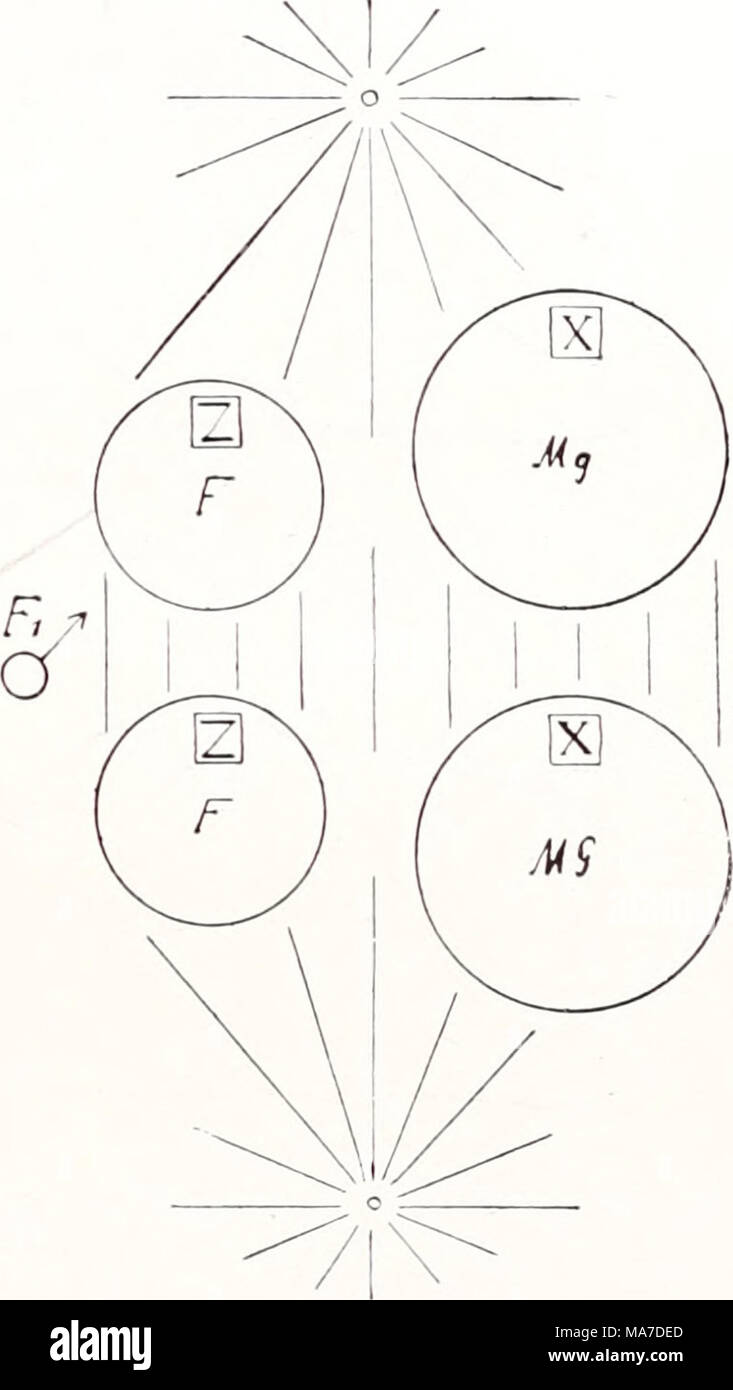 . Einführung in die Vererbungswissenschaft; in zweiundzwanzig