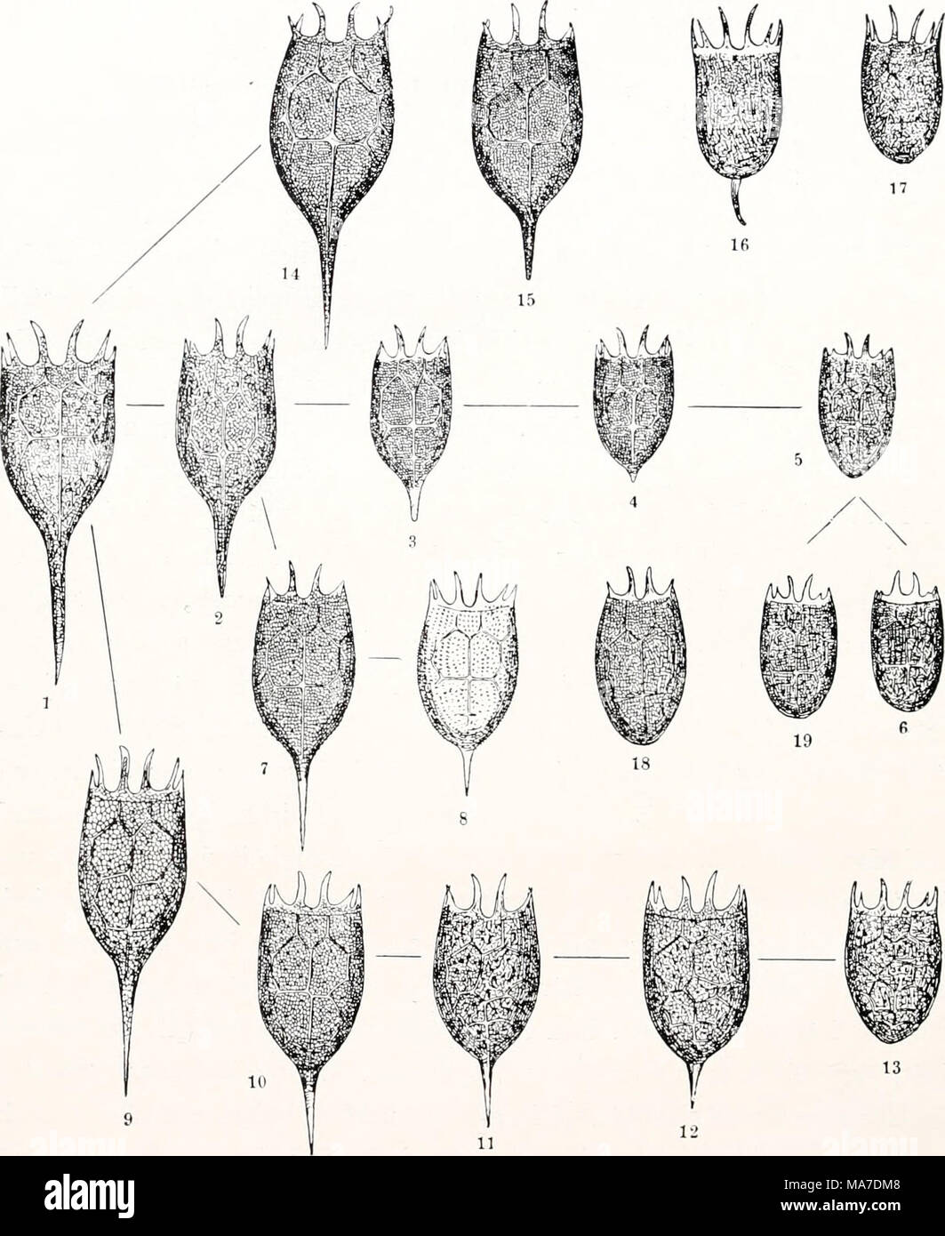 . Einführung in die Vererbungswissenschaft; in zweiundzwanzig