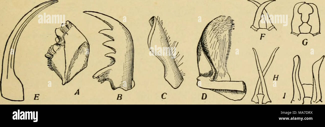 . Elementary entomology . Fig. 12. Various forms of mandibles A, grasshopper {Melanopbts) ; B, tiger beetle (Cicindcfulae) ; T, bee {Apis) â 'D, Onthopha- gus ; E, lace-winged fly {Chrysopd) ; F-I, soldier termites. (After Hagen, from Folsom) The majtdibles, or jaws, are composed of a single toothlike piece and move in a transverse plane. The form of the mandibles Stock Photo