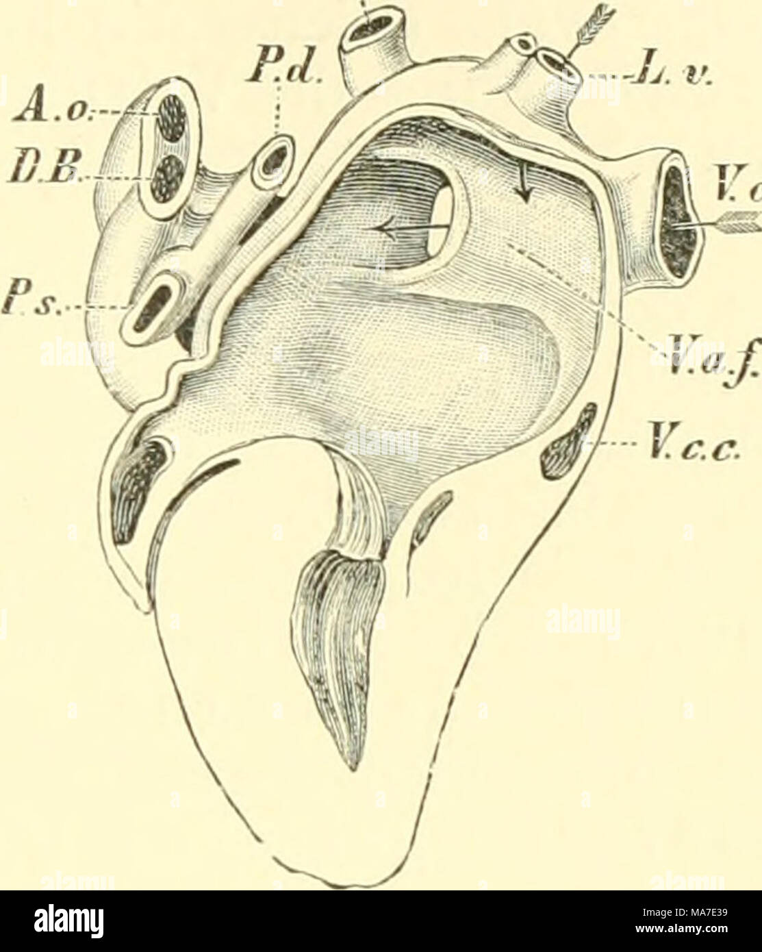 . Einführung in die vergleichende Anatomie der Wirbeltiere, für Studierende . Fig. 290. Fig. 289. Fetalherz von Horao sapiens aus dem achten Monat. Natürliche Größe. Ansicht von rechts Nach C. Rose. Ventrikel- und Vorhofswand zum Teil entfernt Eechter Vorhof sehr ausgedehnt. Liniie Sinusklappe (Va.s) mit dem Septum atriorum verwachsen. Ao. Aorta, F.o.v. Foramen ovale, L.V. Limbus fossae ovalis (Vieussenii), -P. A. pulmonalis, Sa. Septum atriorum, V.c.s. V. cava superior. Die Valvula sinus coro- narii (Thebesii; (Va.Th.) steht in direktem Zusammenhang mit der Valvula venae cavae inferioris (Eus Stock Photo