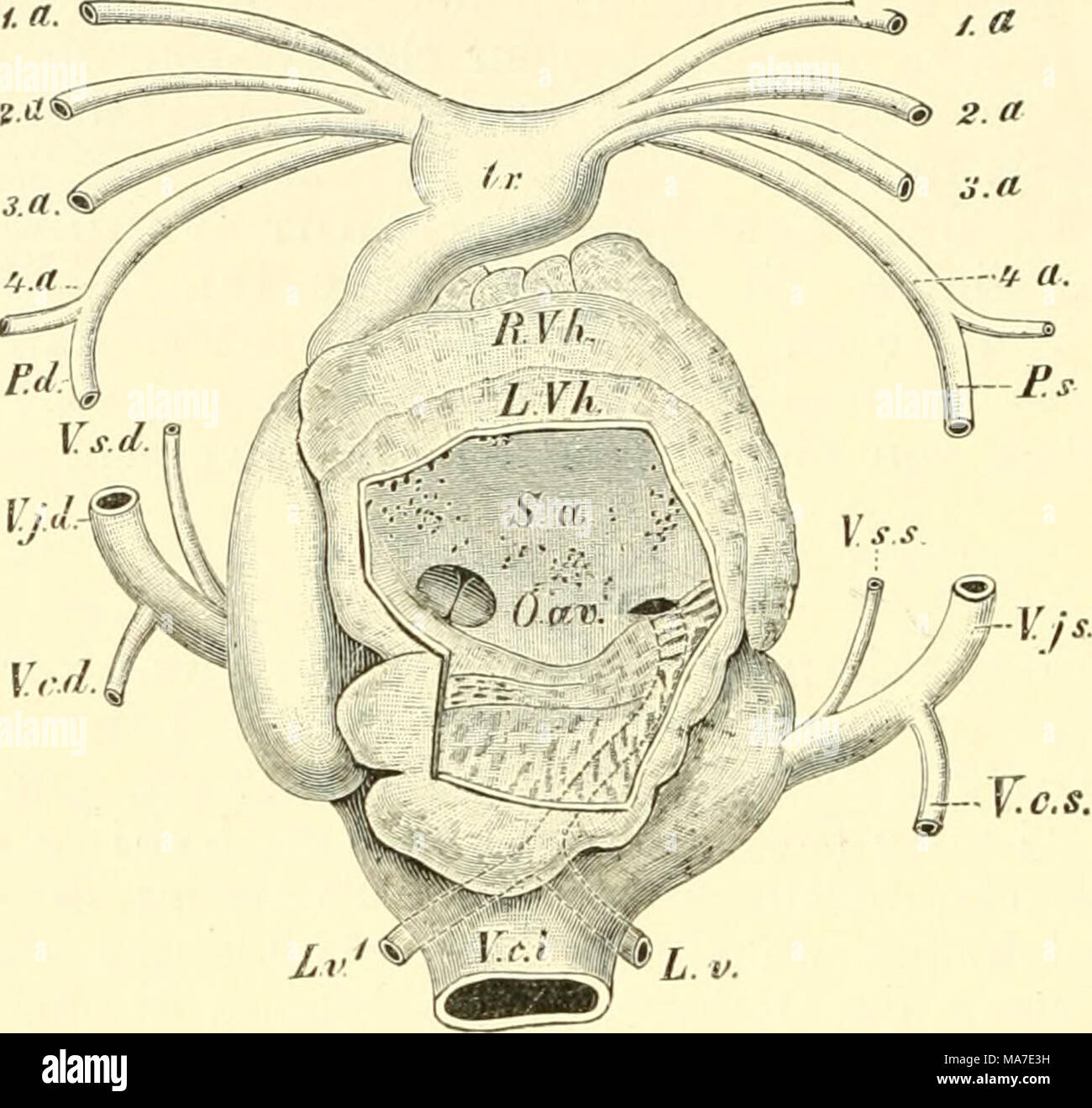 . Einführung in die vergleichende Anatomie der Wirbeltiere, für Studierende . Fig. 281. Herz von C ryptob rau ch us japonicus. Ventralansicht. Natürliche Größe. Nach C. Rose. Die vordere W^and des linken Vorhofs ist entfernt. Man sieht das Septum atriorum {S a) von vielen kleinen Löchern durchbohrt, besonders links oben, ferner sehr schön die Mündung der Lungenvene und das Ostium atrio-ventrieulare {O.av). L.v, L.v^ Die beiden Lungenvencn , welche in das linke Atrium (rechts von O.av) durch eine einzige Öffnung münden. L.Vh, R.Vh Linkes und rechtes Atrium, P.d und P.s Linke und rechte Pulmonal Stock Photo