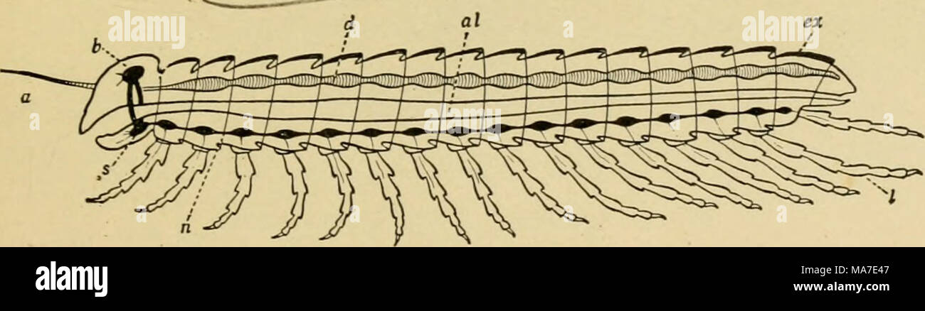 . Elementary entomology . Fig. 2. Diagram to express the fundamental structure of an arthropod a, antenna; cil, alimentary canal; b, brain ; d, dorsal vessel; ex, exoskeleton ; /, limb ; ;?, nerve chain ; s, subesophageal ganglion. (After Schmeil, from Folsom) higher animals, such as the fishes, reptiles, birds, and mammals ; while in the latter are included all the lower forms of life, vvhi^ are usually smaller in size and soft-bodied, as the molluscs, echino- derms, worms, insects, and their relatives. ^^'&quot; 5 Stock Photo