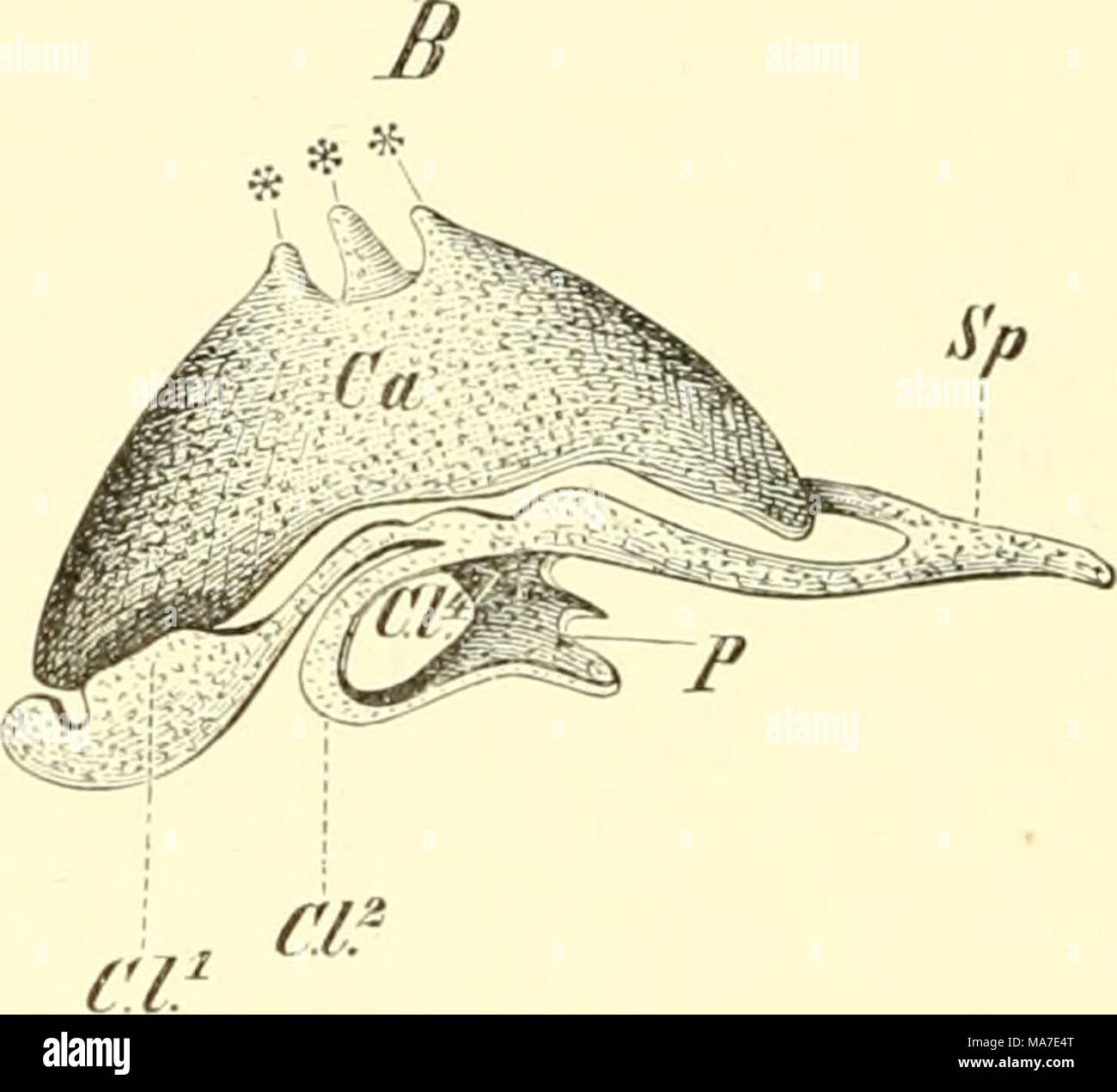 . Einführung in die vergleichende Anatomie der Wirbeltiere, für