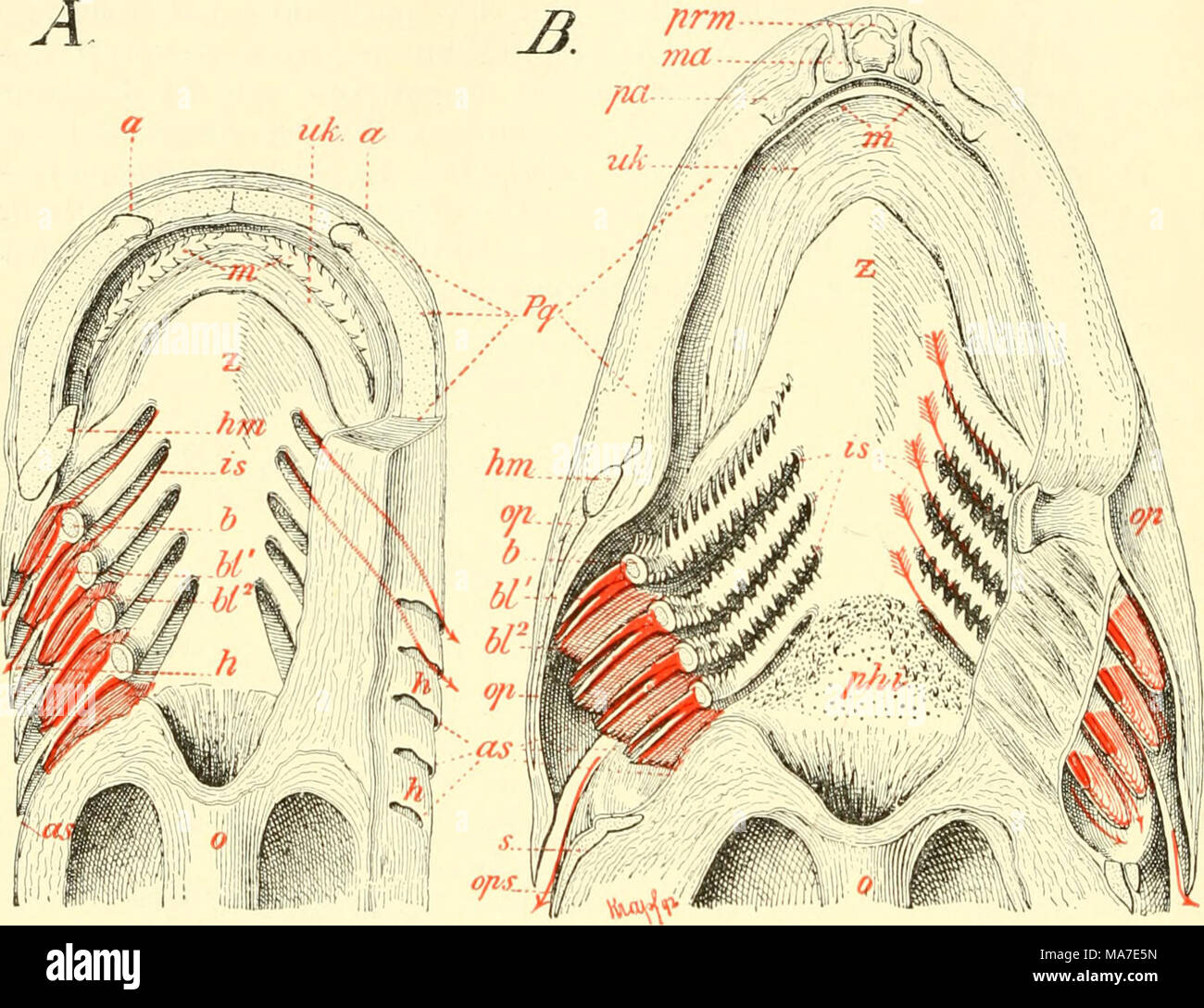 . Einführung in die vergleichende Anatomie der Wirbeltiere, für Studierende . Fig. 247. Schnitt durch den Kopf eines A Haifisches (Zygae&gt;na malleus) und B eines T e 1 e o s t i e r s (G a d u s a e g 1 e f i n u s) zur Demonstration des Kiemeuapparates. In beiden Figuren, auf welciien der ^lundhöhlenboden sichtbar ist, sind die Viszeralbögen der linken Seite liorizontal durchgeschnitten. (Nach I». Hert- wig.) as äußere Kicnieuclft'nungcn, 6/* vordere und bl- hintere Ilalbkieme einer Kiemen- tasche, h Kiemenseptum, hm Hyomaudibulare, is innere KiemenöflTnungen , m Mundhiihle, ma Maxiila, o Ö Stock Photo