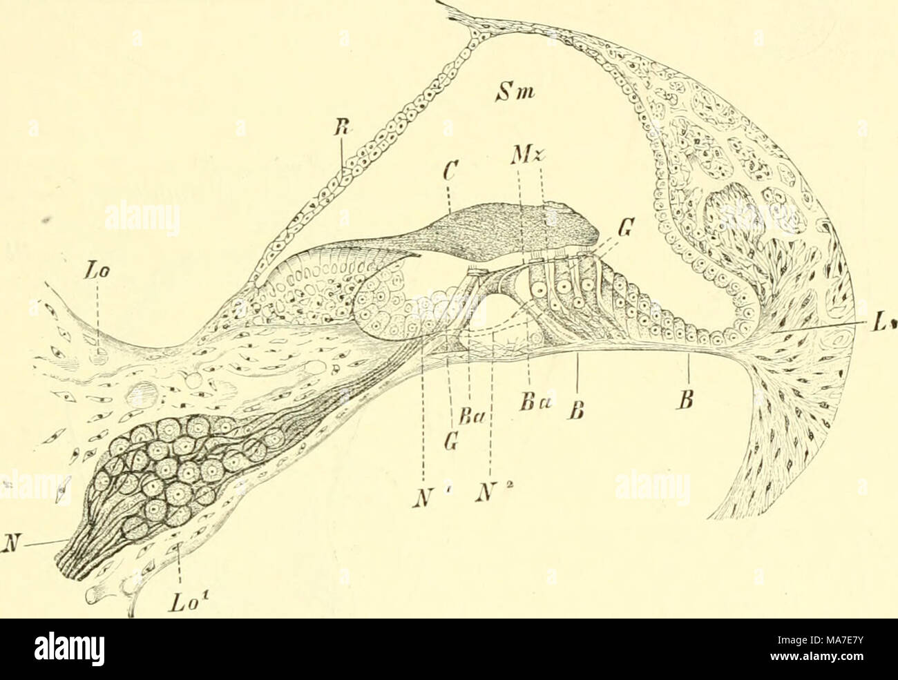 Membrana tectoria High Resolution Stock Photography and Images Alamy