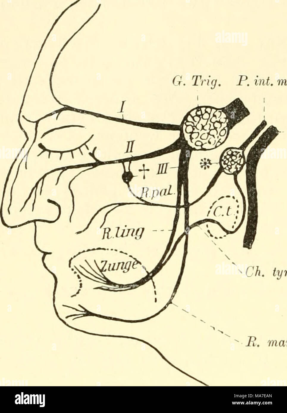 . EinfÃ¼hrung in die vergleichende Anatomie der Wirbeltiere, fÃ¼r Studierende . VII IL Aus einem R. palatinus^), welcher mit dem R. maxillaris trigemini V^erbindungen eingehen kann, an der Gamnenschleira- haut sich verbreitet, und zweitens aus der Chorda tympani. Dieser Nerv, welcher einem R. post- trematicus der Kiemen- bogennerven (s. diese) ent- spricht, verlÃ¤uft dicht an der medialen Seite des Un- P. mot terkiefers und begibt sich VII dann zur Rachen-, bezw. Mundschleimhaut. (Vorde- rer Bezirk des MundhÃ¶hlen- bodens ^). Beide Nerven, welche der ,.Portio intermedia&quot; der SÃ¤ugetiere e Stock Photo