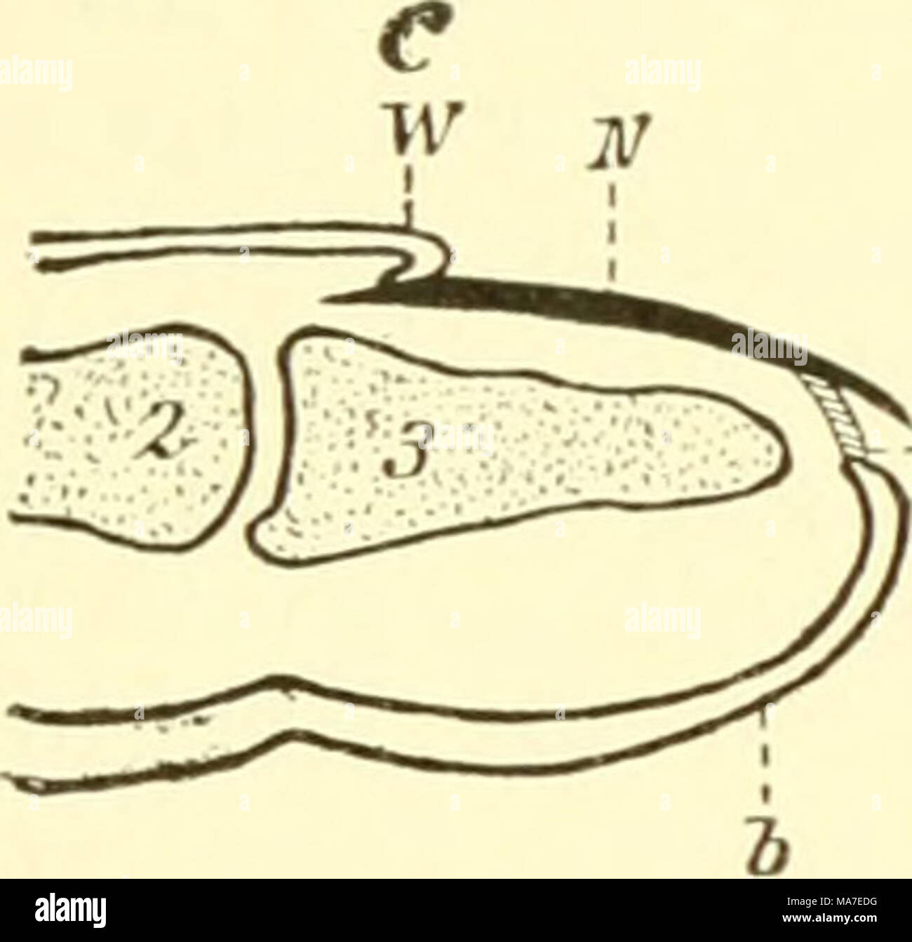 . Einführung in die vergleichende Anatomie der Wirbeltiere, für Studierende . D Stock Photo
