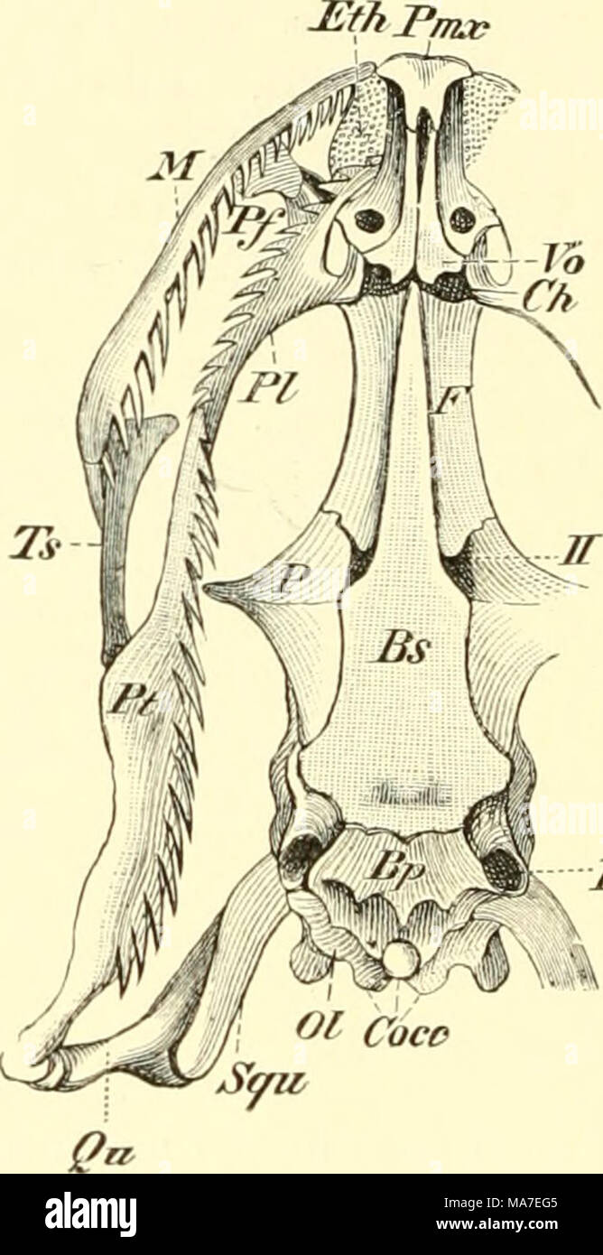 . Einführung in die vergleichende Anatomie der Wirbeltiere, für Studierende . Fol/ Fig. 74. Fig. 75. Fig. 74 und 75. Schädel von Tropidonotus natrix. A von der Dorsalseite, B von der Ventralseite. Ay Angulare, Art Articulare, Bj&gt; Basioccipitale, Bs Basisphenoid, Gh Choane, Cocc Condylus occipitalis, Dl Dentale, Eth Ethmoid, F Frontale, F'^ Postorbi- tale, Fov Fenestra ovalis, II Opticusloch, Ji Maxillare, iV Nasale, Ol Occipitale laterale, Oi-p Occipitale superius, P Parietale, Fe Pctrosuin, Ff Praefrontale, Fl Palatinum, Fm.% Praemaxiilare, Ft Pterygoid, Qih Quadratum, HA Supraangulare, Sq Stock Photo