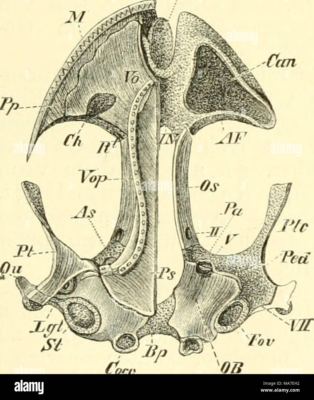 . EinfÃ¼hrung in die vergleichende Anatomie der Wirbeltiere, fÃ¼r Studierende . Fig. 59. Fig. Cocc. Tect.synot. Fig. 60. SchÃ¤del eines jungen Axolotls (Ventralansicht), 60. SchÃ¤del von Salamandra atra. (Erwachsenes Tier, Dorsalansicht). Fig. 61. SchÃ¤del von Salamandra atra. (PJrwachsenes Tier, Ventralansicht.) As hinterer Teil der Randspange â Alisphenoid&quot;, Bp knor- pelige Basilarplatte zwischen den beiden Ohr- blasen, Can Cavum nasale, Ci Cavum intermaxil- lare, Cocc Condyli occipitales, Fl Durchschnitts- Ã¶flnung fÃ¼r den Riechnerven, Fov Fenestra ovalis, welclie auf der einen Seite  Stock Photo