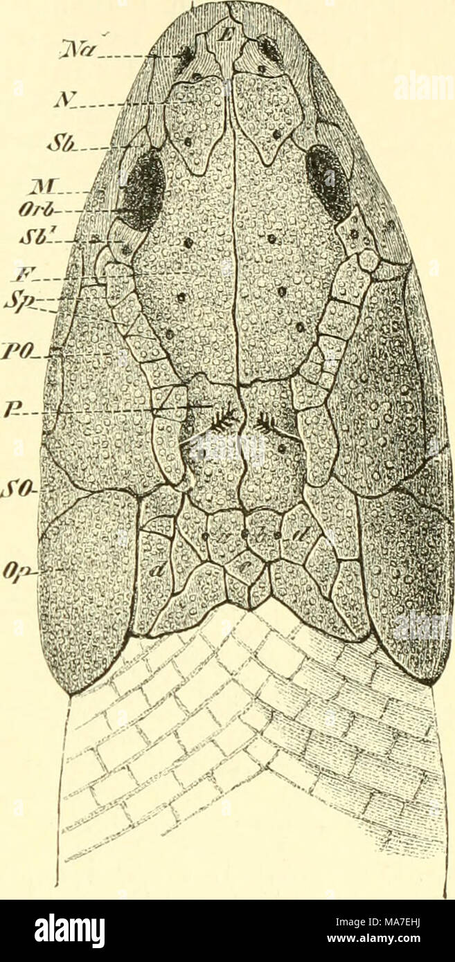 Nasale anatomie hires stock photography and images Alamy
