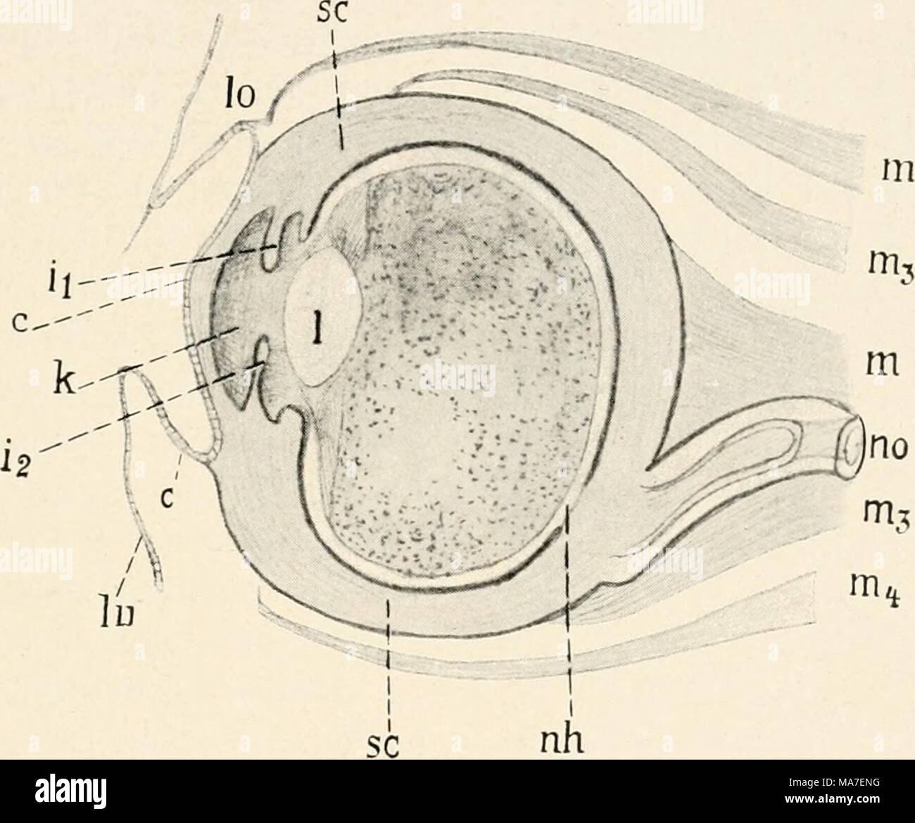 . Einführung in die Biologie . Fig. 178. Schema des Säugetierauges (nach Weber). lo — oberes, lu = unteres Augenlid, c = Cornea (Hornhaut), k = vordere Augenkammer, i, = oberer, i, = unterer Irisrand, 1 = Linse, sc = harte Hülle (Sclera) des Auges, an die sich die Bewegungs- muskeln (m, m,, mj) ansetzen, no = Sehnerv, abgeschnitten, mit der Netzhaut- ausbreitung (nh). ten Innenlage der wahrnehmenden Elemente könnten sonst durch die Gewebe seitliche Lichtstrahlen herein kommen), und ferner als eine Schwärzung wie bei optischen Instrumenten; denn wäre es innen hell, so würden sich die Lichtstrah Stock Photo