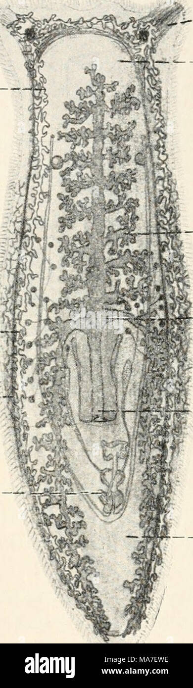 . Einführung in die Biologie . p Fig. 104. Planaria lactea, ein Strudelwurm des süßen Wassers, von etwa 3 cm Länge und miich- grauer Farbe, stärker vergrößert (nach Prä- parat), seh = Schlund, d = Darm, di = Darm- äste, p — Körperparenchym, n = Nervensystem, f = Sinnesorgane, ex = Exkretionsorgane, g = Geschlechtsorgane, g, = deren Ausführwege. Stock Photo