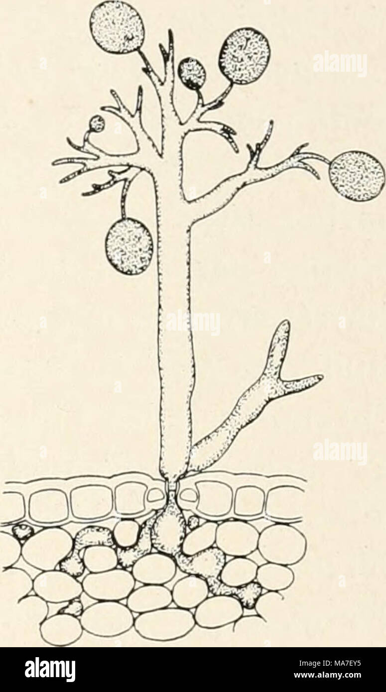 . Einführung in die Biologie . Fig. 66. Sporenträger von Peronospora parasitica auf dem Ackersenf, 230/1. Stock Photo
