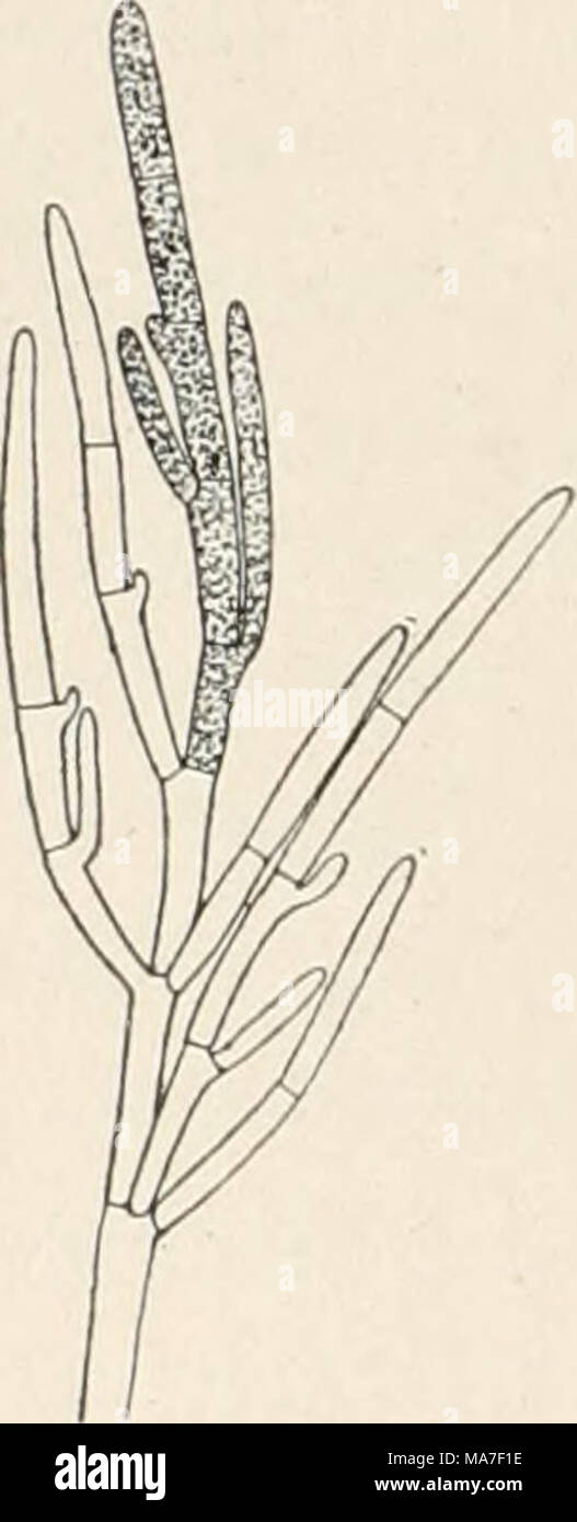 . Einführung in die Biologie . Fig. 17. a und b Vaucheria repens, c V. geminata. b 150/1, a und c 35/1. Fig. 18. Cladophora glomerata, 20/1. hornförmig eingekrümmt; sie erzeugen zahlreiche blasse, zweiwimperige Schwärmer, die durch die verschleimte Spitze in die Eisäcke eindringen. Bei anderen Arten sind mehrere Eisäcke und ein endständiger Samen- sack auf einem kurzen Seitenast vereinigt (c). Die befruchteten Eisäcke, in denen die Eizelle sich mit einer dicken Haut umgeben hat, lösen sich vom Faden ab, ruhen eine Zeitlang und keimen dann zu einem Faden aus. Auf ungeschlechtlichem Weg vermehrt Stock Photo