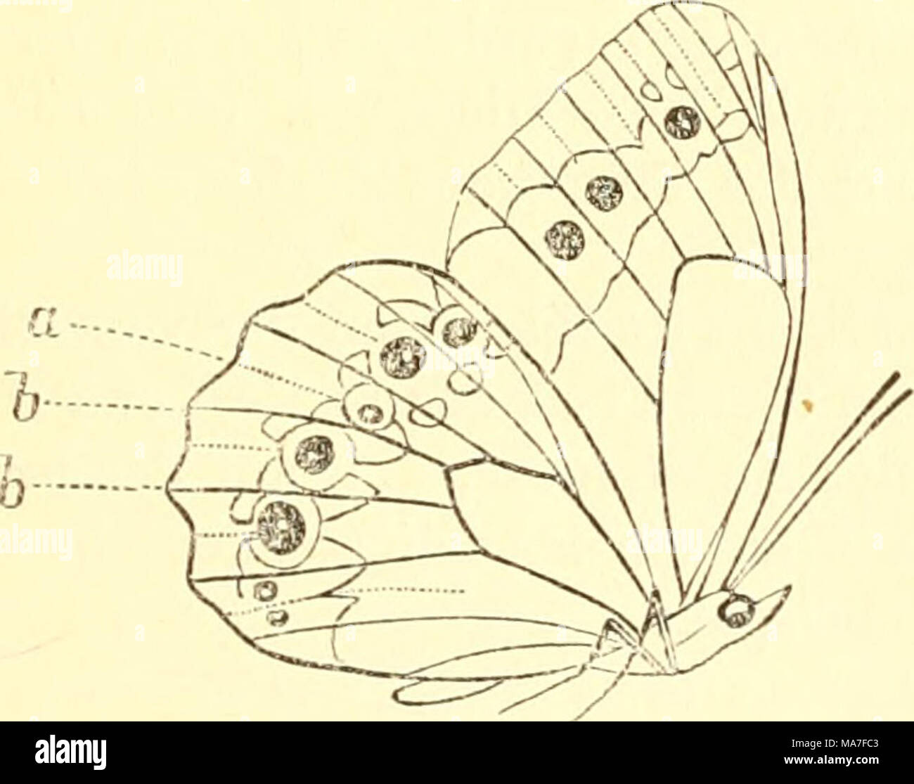 Pronophila hi-res stock photography and images - Alamy