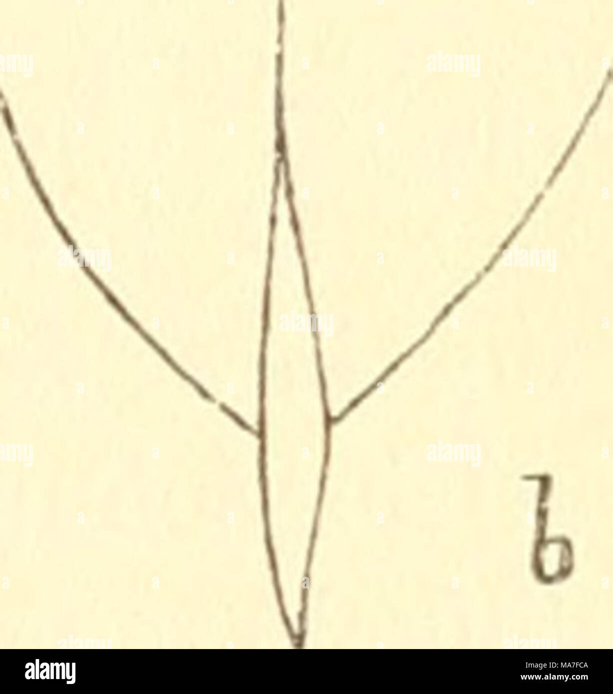 . Einführung in die Kenntnis der Insekten . Fig. 27. Flttgelschup- pe von Bupalus piniarntsh. Orig. a, Futteral, in welchem d. Stiel- chen steckt; b, das freie Stiel- chen d. Schuppe. Stock Photo