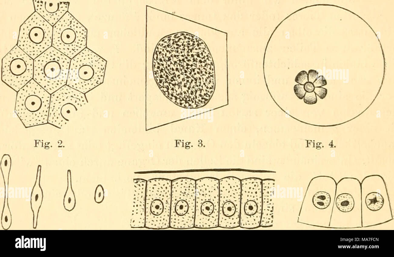 . Einführung in die Kenntnis der Insekten . Flg. 5. Fig. 6. Fig. 7 ...
