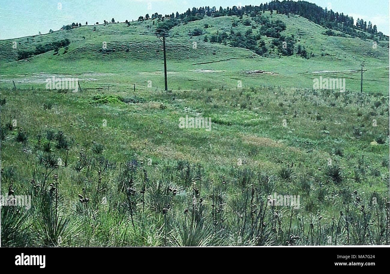 . Eighty years of vegetation and landscape changes in the Northern Great Plains : a photographic record . Synopsis An electric line and fence have been in existence since 1914. Pinus ponderosa and Quercus macrocarpa have increased on the distant hillside over the years. In the foreground, Yucca glauca seems to have increased dramatically, and grass produc- tion and cover have improved. 65 Stock Photo