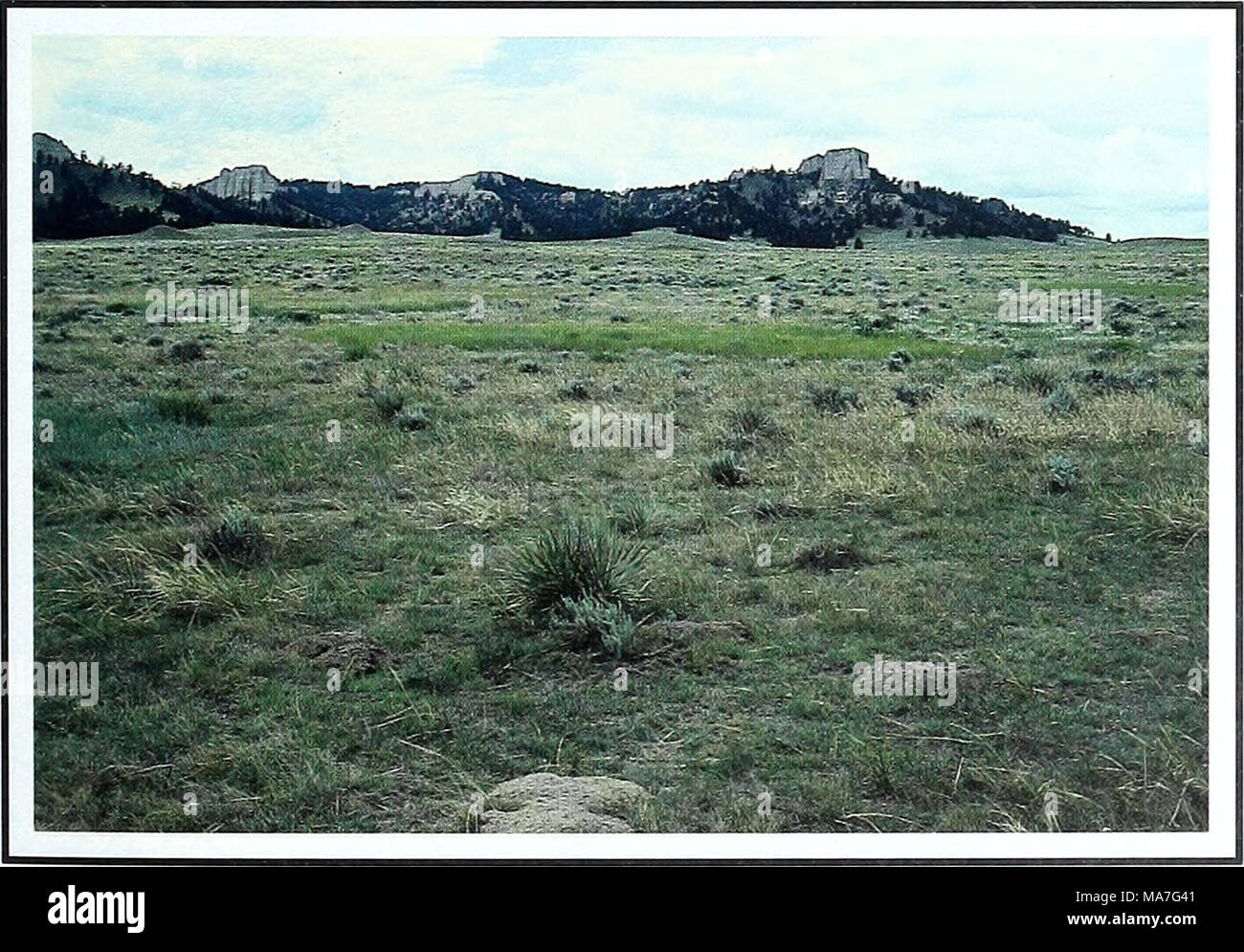 . Eighty years of vegetation and landscape changes in the Northern Great Plains : a photographic record . Synopsis Composition of plant species is similar to that in 1960 descrip- tion. Present grass and grasslike composition is estimated as 60 percent Carex, Stipa, and Bouteloua; 30 percent Koeleria, Poa, and Aristida; and 10 per- cent Calamovilfa and Andropogon. One distinct differ- ence is the absence of the Bouteloua hirsuta recorded in 1960. Density and cover of Pinus ponderosa has continued to steadily increase since 1909. Pocket gopher activity is visible in the 1998 photo. Notes also i Stock Photo