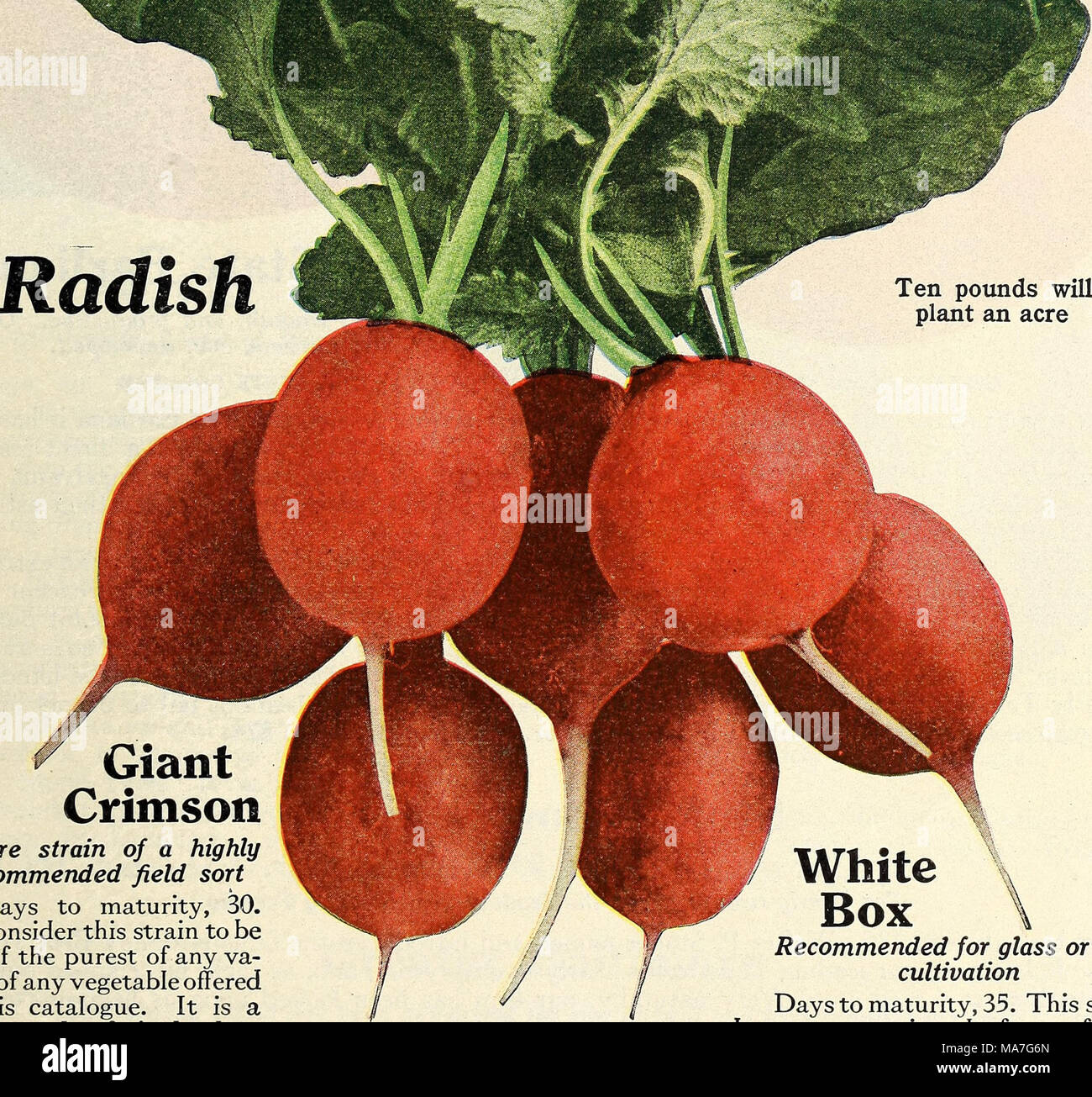 . Eighty-five super-standard strains season of 1927 . A pure strain of a highly recommended field sort Days to maturity, 30. We consider this strain to be one of the purest of any va- riety of any vegetable offered in this catalogue. It is a direct result of single-plant selection. Crimson Giant has a valuable place with any large Radish-grower. It is fully 50 per cent larger than Scarlet Globe, and after it reaches maturity will hold nearly ten days before becoming pithy, a val- uable feature and one that makes it worth while to the large planter. Brilliant crimson; the table quality excellen Stock Photo