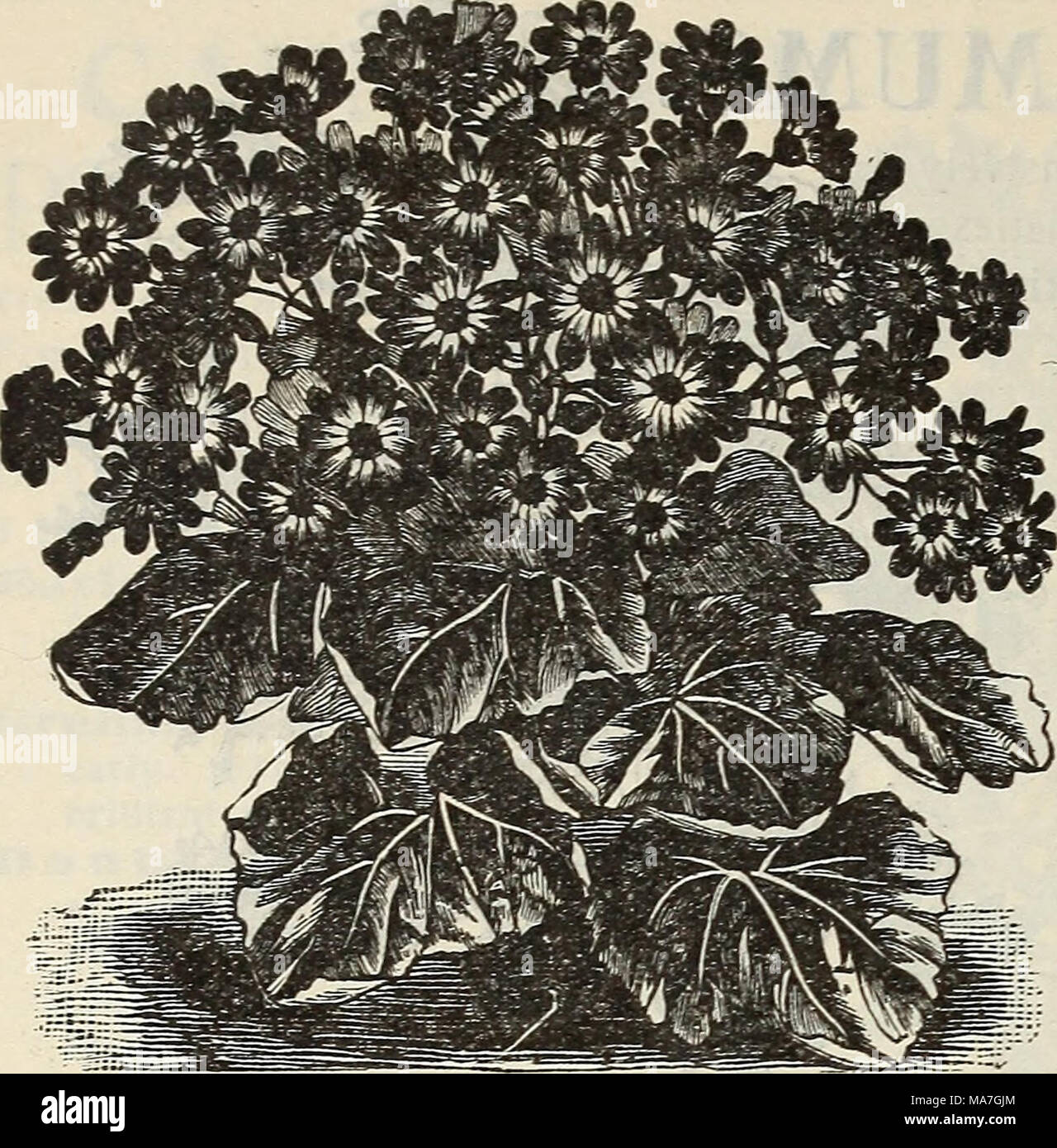 . E. H. Hunt : seedsman . CINERARIA. CLIANTHUS DAMFIERI- OR, &quot;AUSTRALIAN GLORY PEA.&quot; One of the most beautiful plants grown either for the greenhouse or border: the flowers are of scarlet blotched with black, and are borne in clusters; in habit a shrubby trailer; an annual and cannot be transplanted. 10c. COCCINEA INDICA. A pretty climber with bright luxuriant, ivy-like foliage; flowers are small, white, bell shaped, followed by fruits 2 inches long, which turn to scarlet, spotted with white. 10c. CONVOLVULUS; OR, MORNING GLORY. The well-known climbing and bedding plants, unexcelled  Stock Photo
