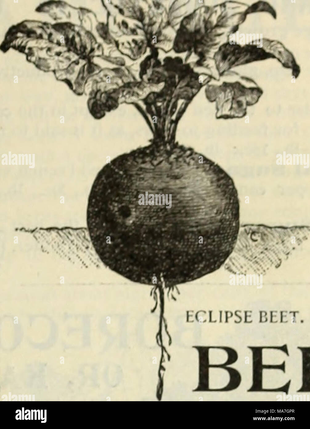 . E. H. Hunt : seedsman . ECLIPSE Hi ! T. DLWING'S BEET BEETS. Stock Photo