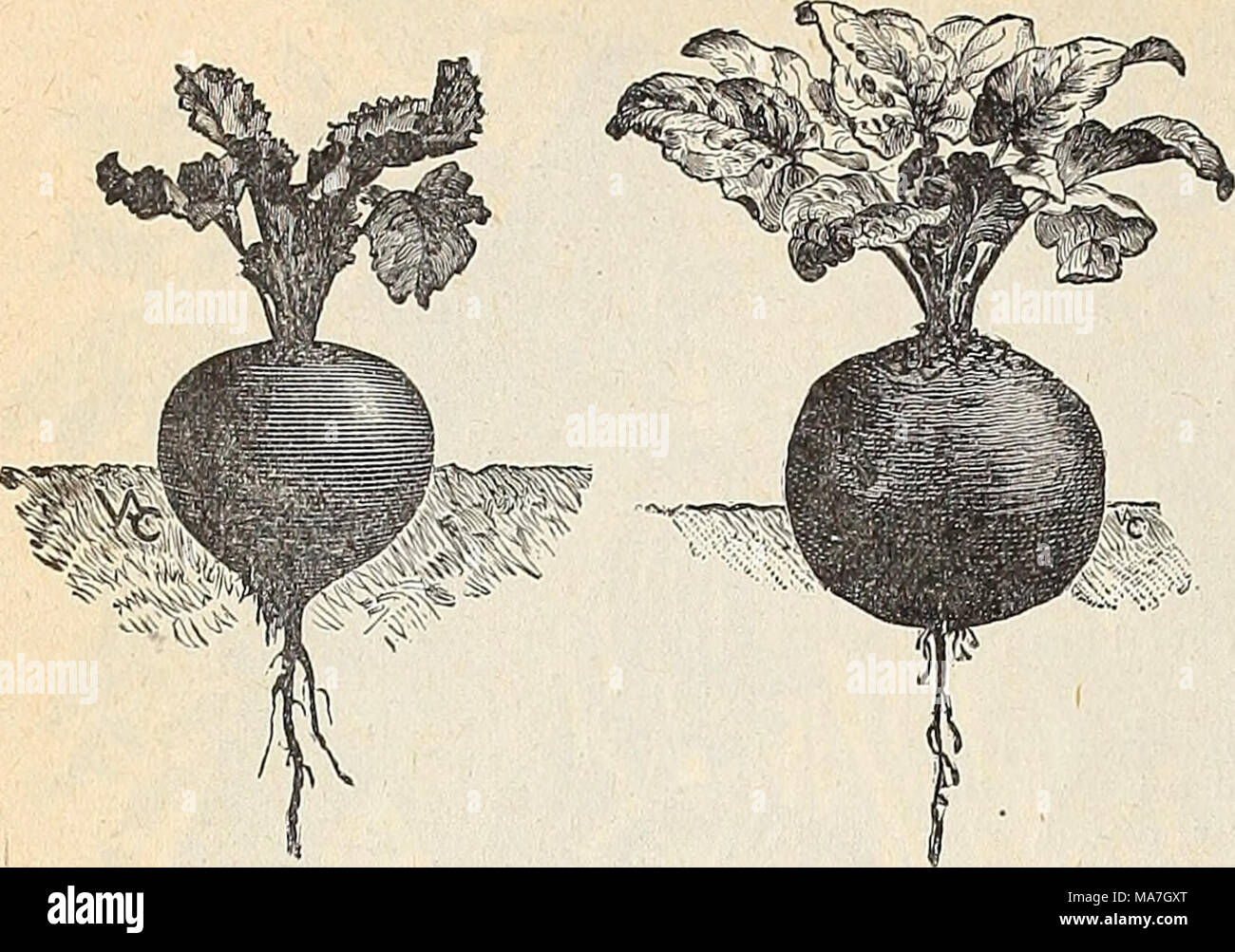 . E. H. Hunt : seedsman . The soil which is best suited for the culture of the beet is that which is rather light, provided that it is thoroughly enriched with manure. For an early sup- ply sow in spring, as soon as the ground becomes fit to work, in drills about one foot apartand two inches deep. Sow again in May for main crop and in June for winter use. Whefl plants have attained three or four leaves,thin out, so that they may stand eight or nine inches apart. One ounce to JO feet of drill; j to 6 lbs. to acre. Eclipse. This is the earliest DEWING'S BBET. ECLIPSE BEET. beet in cultivation, a Stock Photo