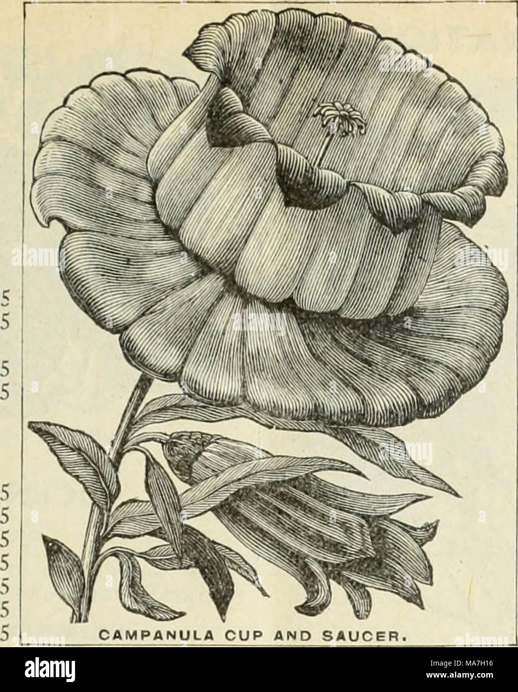 Lantis Seed Lantis High Resolution Stock Photography and Images - Alamy