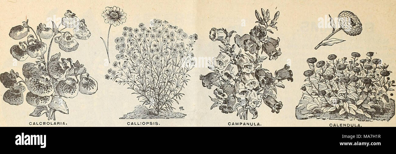 . E. H. Hunt : seedsman . CALCEOLARIA. These belong to the showiest of ...