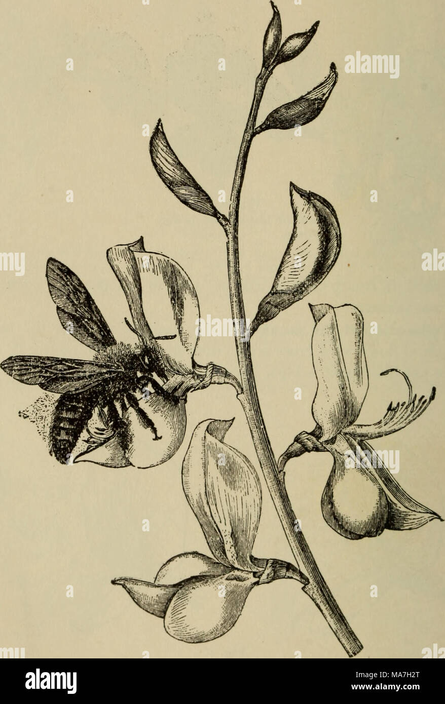 . Elementary botany . Fig. 463. Spartium, showing the dusting of the pollen through the opening keels on the under side of an insect. ( From kerner and ()liver. 1 665. The ovary lias three locales, and the three styles are usually united into a Long, thin, strap-shaped style, as seen in the figure, though in some cases three, nearly distinct, filamentous styles are present. The end of this strap-shaped style has a peculiar curve on one side-, the outline being some- Stock Photo