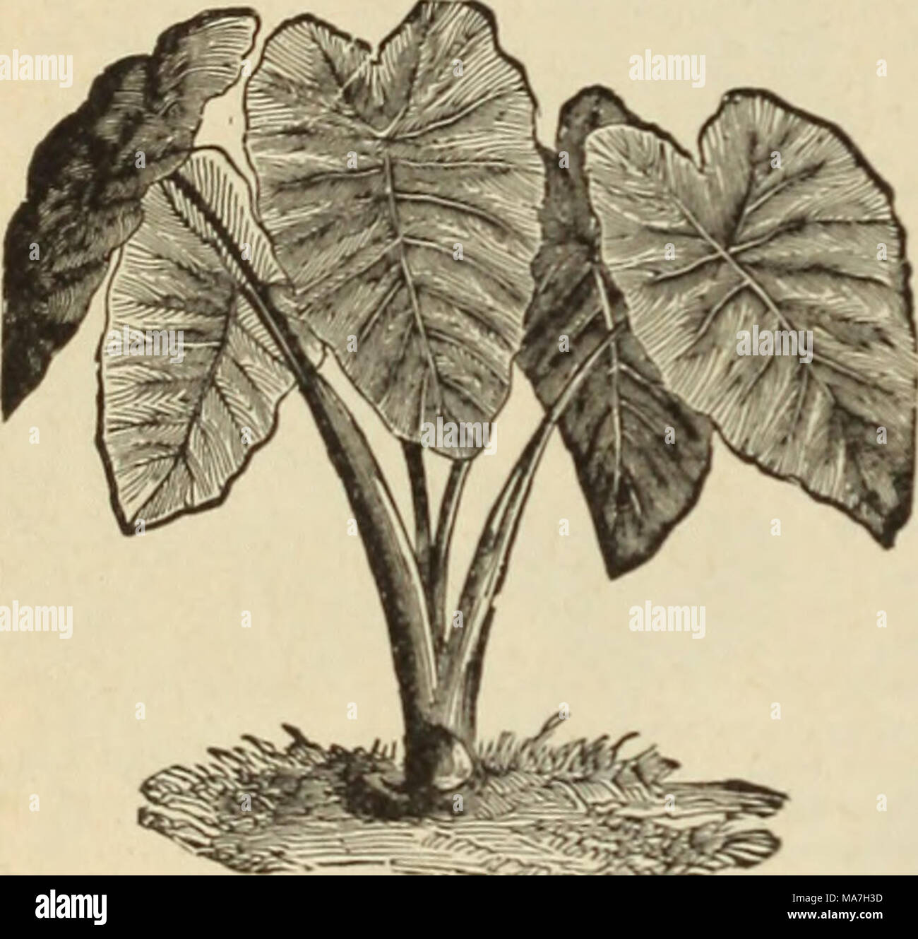 . E.H. Hunt's catalogue : florists' seeds, supplies, bulbs . CALADIUMS. We have secured an extra tine lot .if these bulbs and can make very lOW rates on large quantities. doz. ioo iooo Esculentum, lt.&gt;2 40 2 50 20 00 &quot; ' 2 &quot; 3 75 4 SO 40 00 &quot;' 3 &quot; 4 1 25 8 50 80 00 4bote prices arc I OH . Order at once. IRIS. Special low prices. rxiz. IOO German White 75 -; 00 &quot; Purple 75 4 BO Yellow 75 4 oo &quot; Blue „ 75 4 00 Mixed „ 50 3 SO Keempferi, mixed 1 50 10 00 '• named. 2 00 15 00 LILIES. Auratum, 7 t» 9 in . 75 5 50 &quot; 9 ,; 11 &quot;   1 00 7 50 Rubrnrn, 9 •• 11 •• Stock Photo