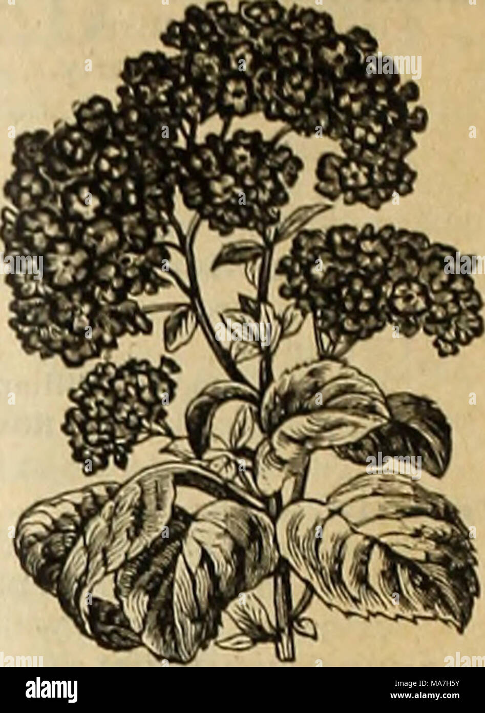 E. H. Hunt's catalogue . Oz. 30 15 20 30 GLOXINIA. Trade Pkt. Glaucium  Luteum 5 Geranium, apple scented 1,000, seeds, $2.00; 100 25 Zon.ile,  single, mixed 25 Gilia, mixed.. 5