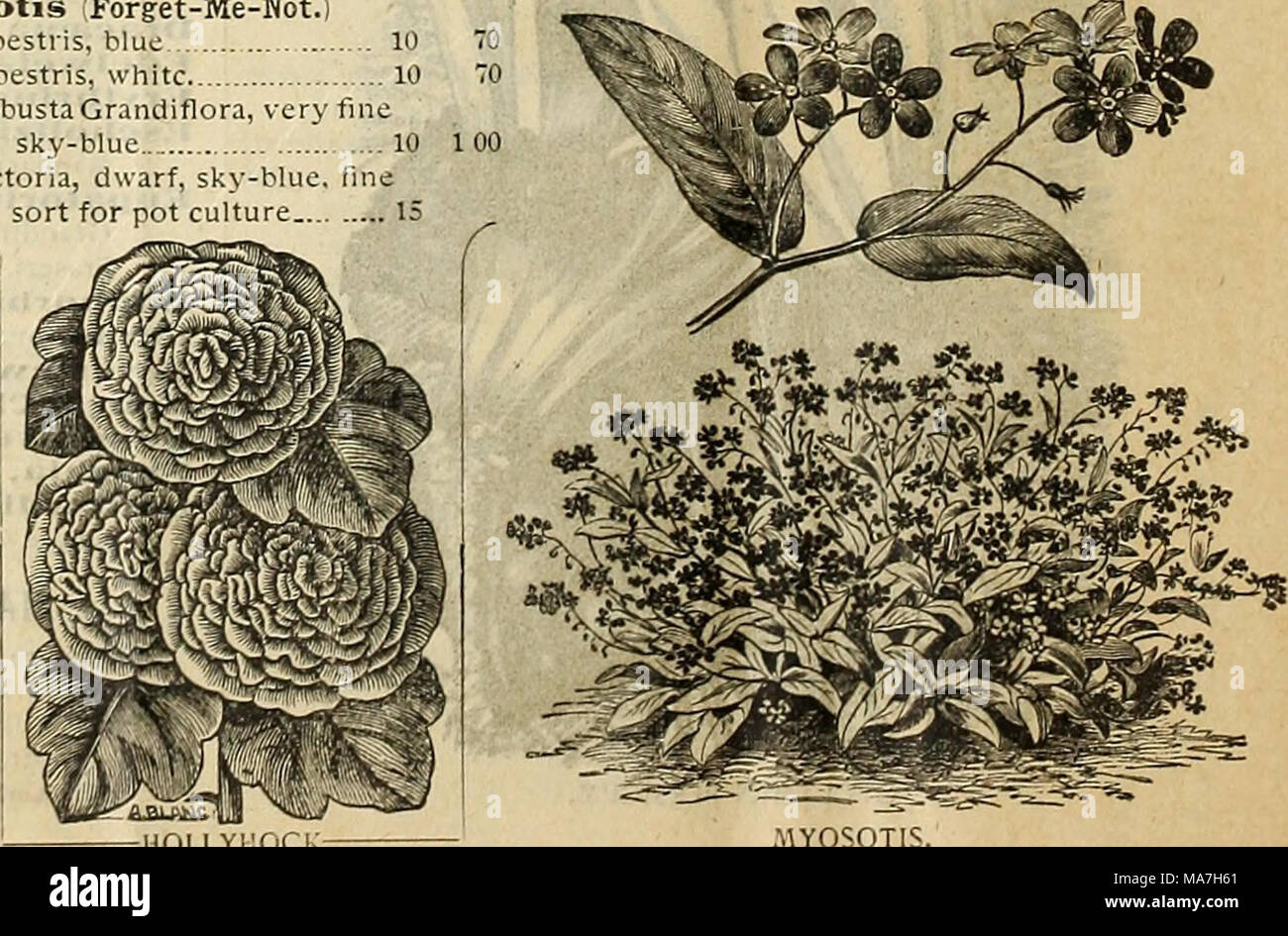 . E. H. Hunt's catalogue . HOLLYHOCK MYOSOTIS Stock Photo Alamy