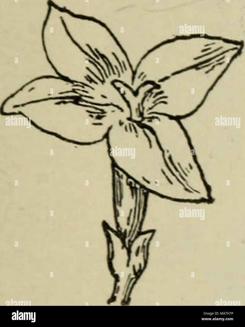 . Elementary botany Stock Photo - Alamy