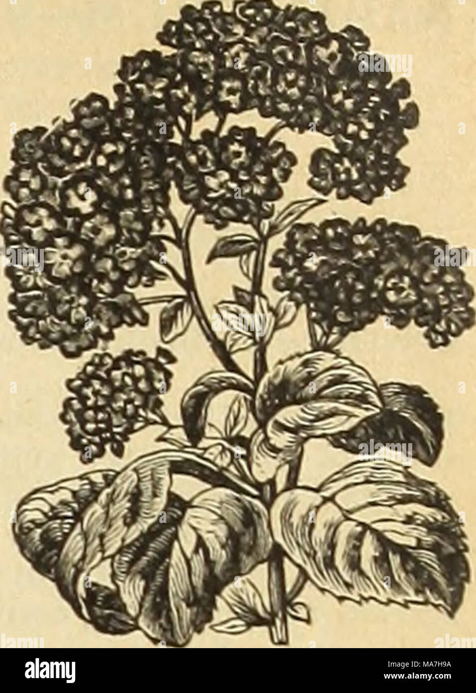 . E. H. Hunt's catalogue . GLOXINIA. Trade Pkt. Oz. Glaucium Luteum.  Geranium, apple scented 1,000 seeds, S2.00; 100 Zonale, single, mixed- Gilla, mixed.  .. Defiance, new, Godetia, finest mixed - Lady Albemarle   10 Lady Satin Rose Gomphrena Globosa, white, red, golden or mixed Gypsophila Paniculata, white, fine for bouquets Elegans, white, &quot; &quot; Helianthus (Sunflower) Cucumerifolius or Miniature Argophyllus, leaves are clothed with a silvery down Nanus Folis Variegatis, green and yellow foliage. Helichrysum Alonstrosum, Dr. Livingstone, dark  Snowball, white. Hollyhock, double wh Va Stock Photo