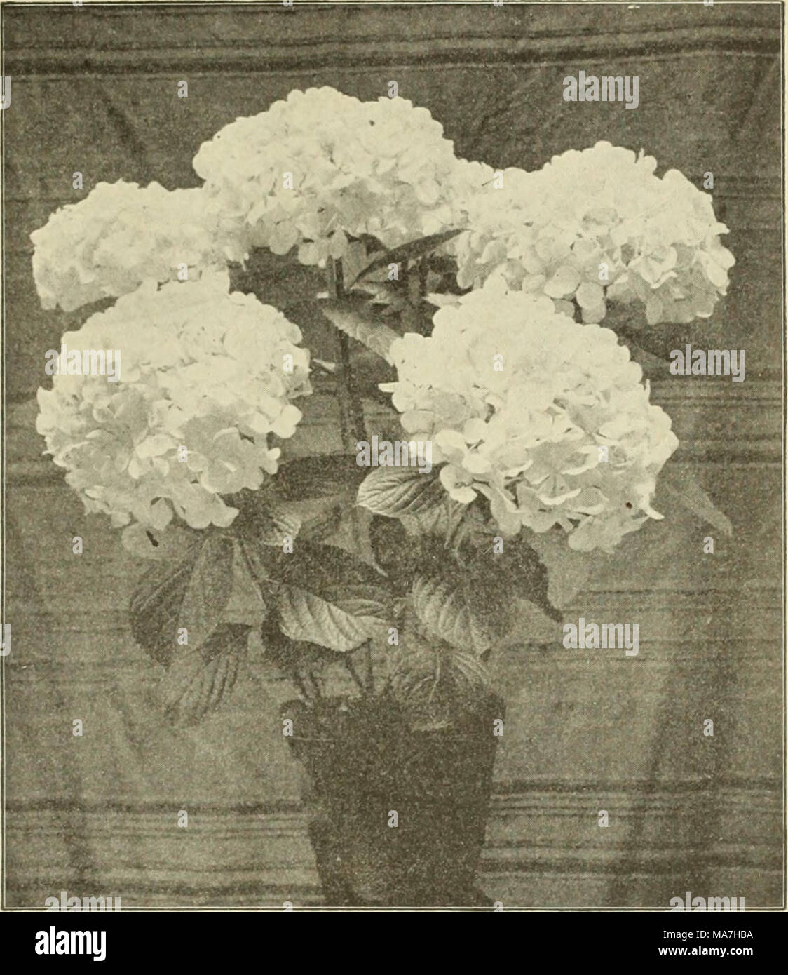 . E. G. Hill &amp; Co., wholesale florists . Hydrangea — &quot; Thos. Hogg.&quot; LANTANAS. Four Novelties, per Dozen $2.00. A. Claveaii. Very dwarf, and of bushj% spreading habit, covered with flowers of silvery rose with center of soft yellow ; a beautiful contra.st. AniieL Semi-dwarf; very compact; very free in blooming; ombel and floret of fine size ; color reddish orange with yellow center. F. Givaiideaii. Dwarf and branching, very free in bloom, center, i)ink and orange, bordered bright rose. Extra good. La Pactole. Very dwarf, a mass of golden yellow bloom, splendid for borders. Older S Stock Photo