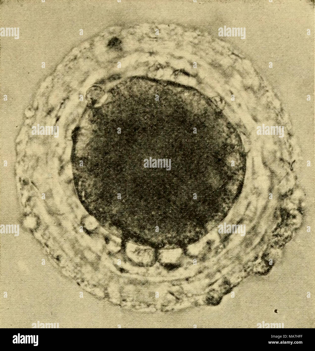 https www alamy com the eggs of mammals fig 26 rabbit ovum from sterile mat ing treated with trypsin solution note many quotpolarquot bodies see text ova cultured in vitro with no sperm added see chapter viii the inamediate effect of semination and fertilization upon mammalian ova is a definite shrinkage of the vitellus pincus and enzmann 1932 quantitative estimates of this shrinkage in rat eggs have been made by gilchrist and pincus 1932 in table xii are presented their data on folhcular and tubal ova they show that a 14 per cent reduc tion in volume occurs in fertilized tubal ova fu image178417667 html
