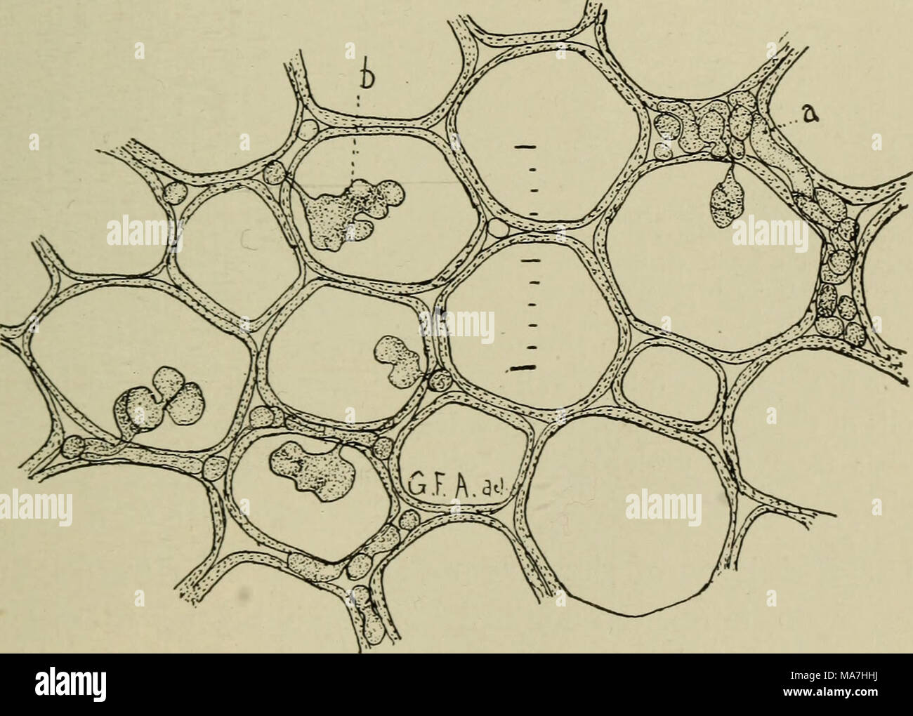 . Elementary botany . Fig. 426. Cells from the stem of a rusted carnation, showing the intercellular mycelium and haustoria. Object magnified 30 times more than the scale. fully made, and thin, the threads of the mycelium will be seen coursing be- tween^the cells of the leaf as slender threads. Here and there will be seen short branches of these threads which penetrate the cell wall of the host and project into the interior of the cell in the form of an irregular knob. Such a branch is a haustorium. Bv means of this haustorrum, which is here Stock Photo